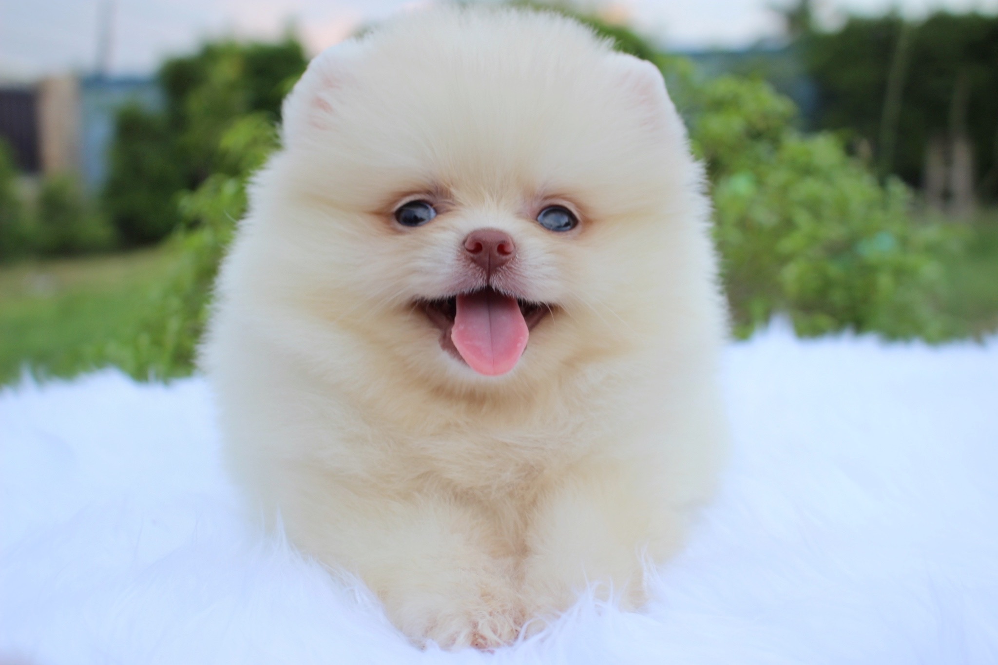 ปอมเมอเรเนียน เพศผู้ ขาวครีม