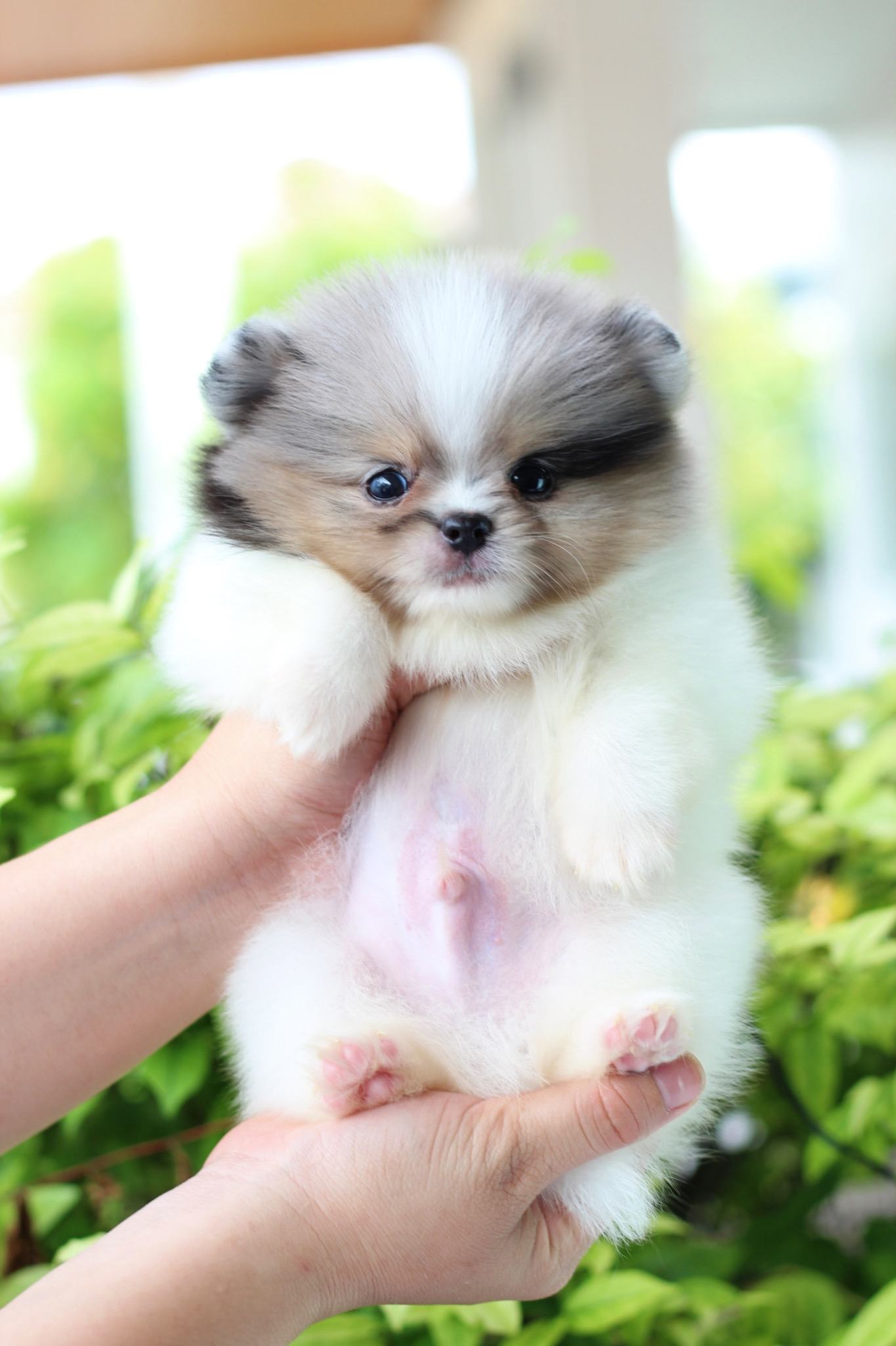 ปอมเมอเรเนียน เพศผู้ สีแฟนซีเมอร์เร่