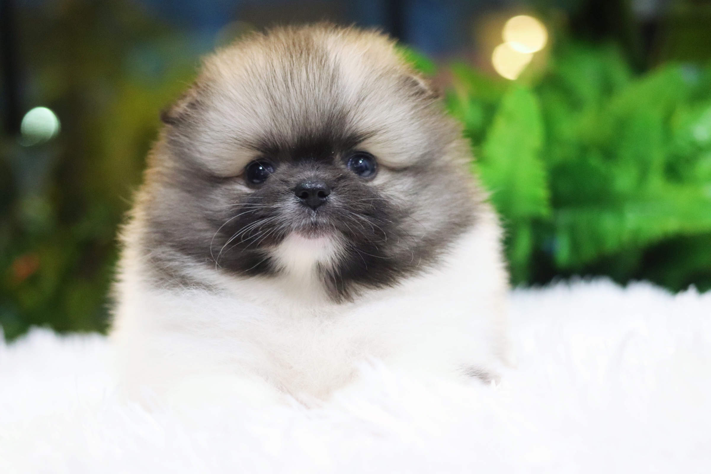 ปอมเมอเรเนียน เพศเมียสีแฟนซี