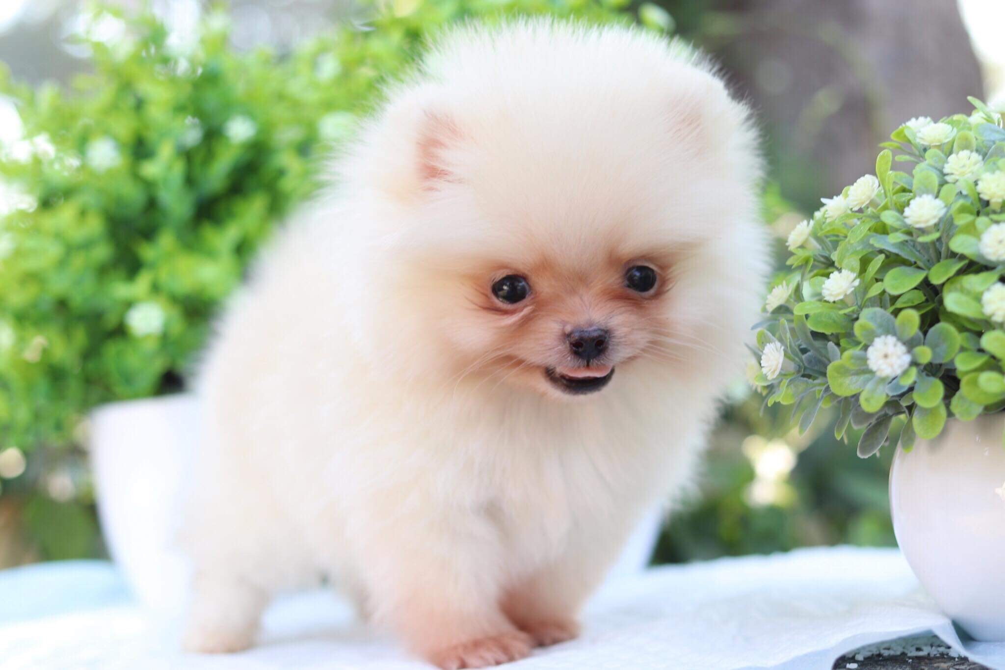 ปอมเมอเรเนียน เพศผู้ทีคัพ