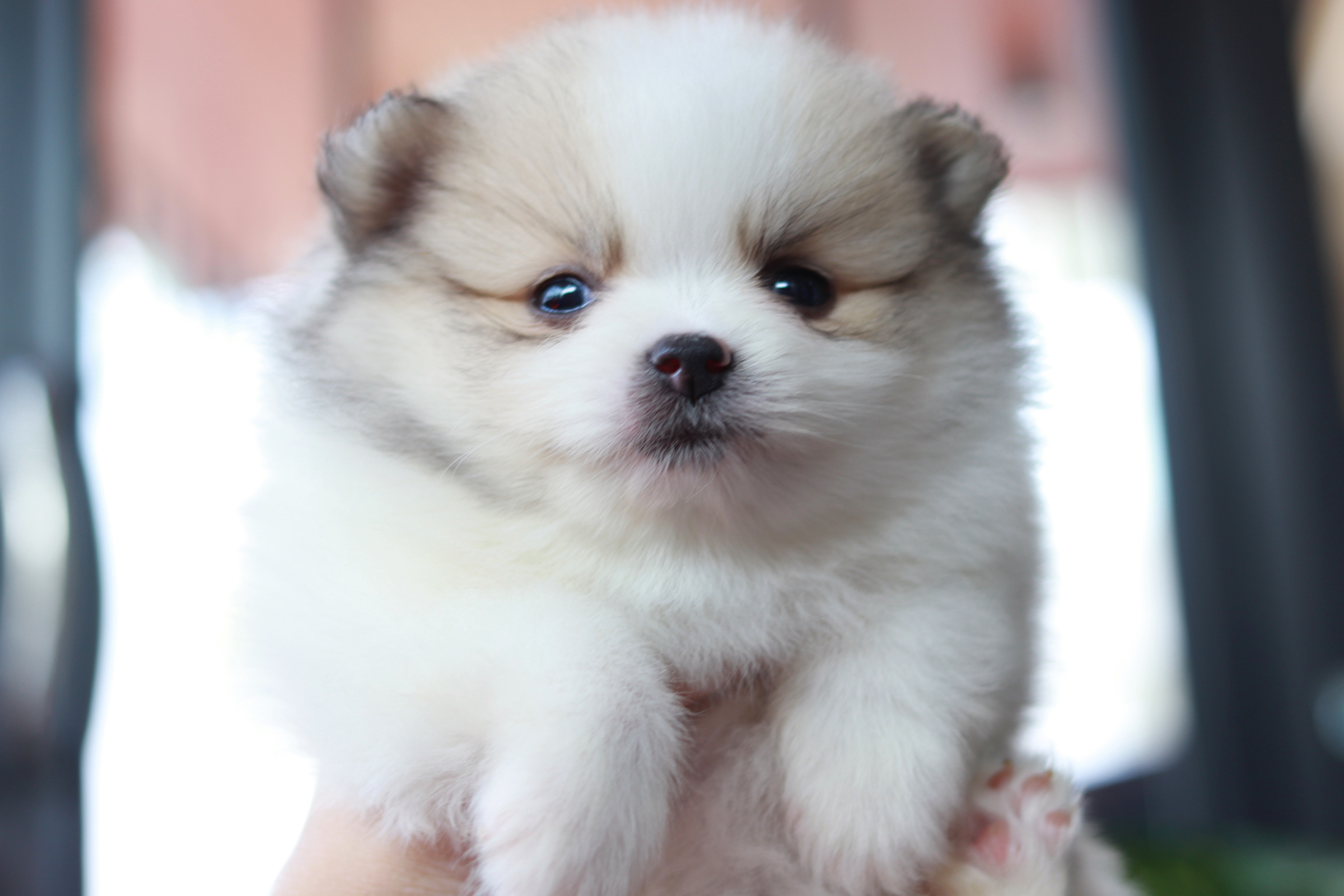 ปอมเมอเรเนียน เพศเมีย