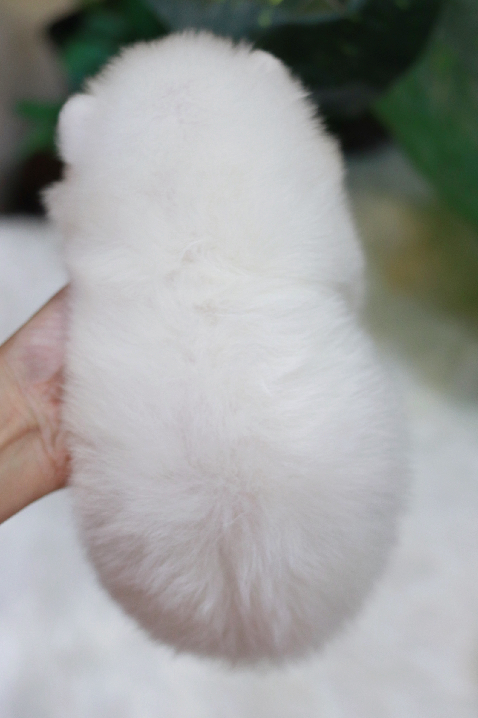 ปอมเมอเรเนียน เพศเมีย สีขาว หน้าฟ็อก