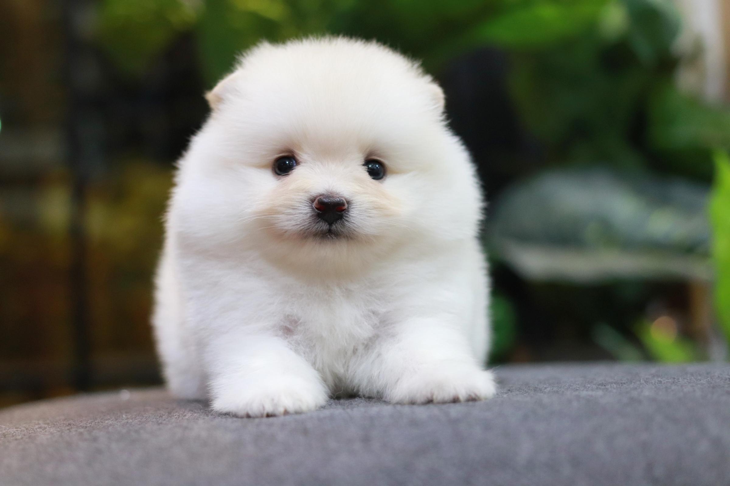 ปอมเมอเรเนียน เพศผู้