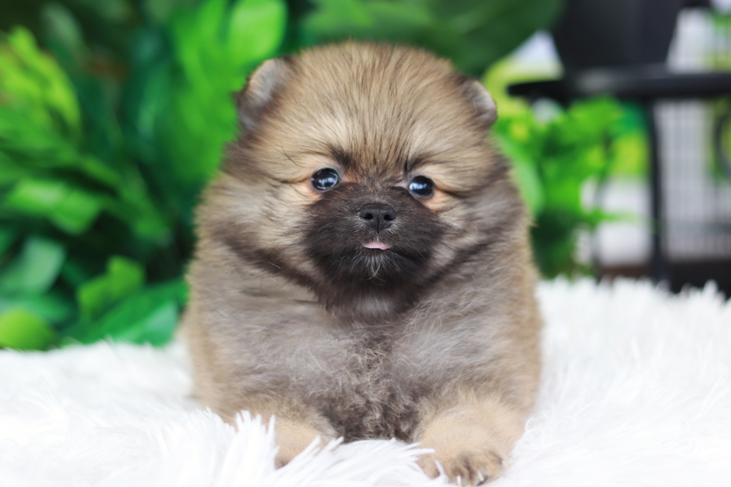 ปอมเมอเรเนียน เพศเมียสีส้ม