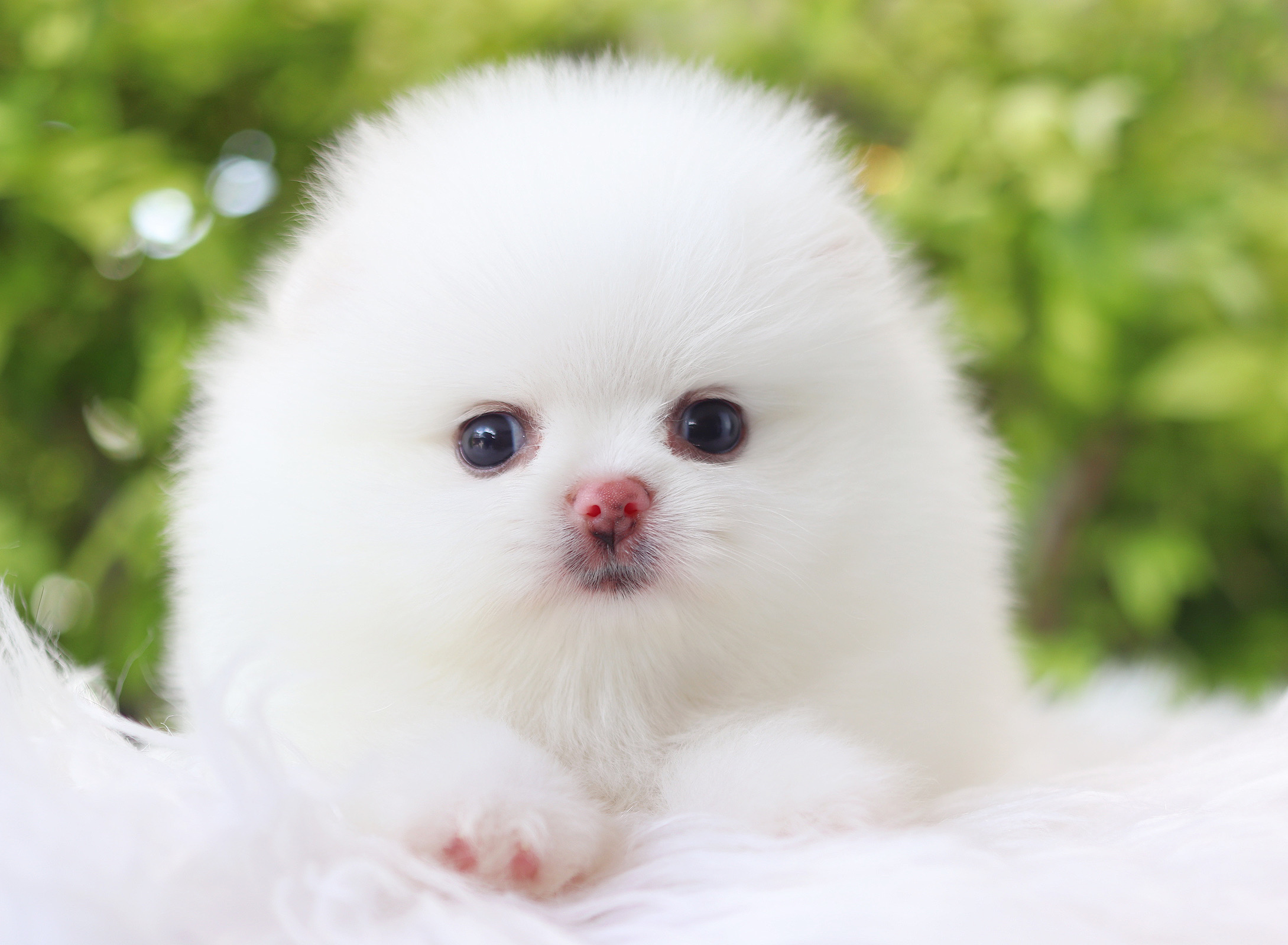 ปอมเมอเรเนียน เพศเมียสีขาวเกรดโชว์