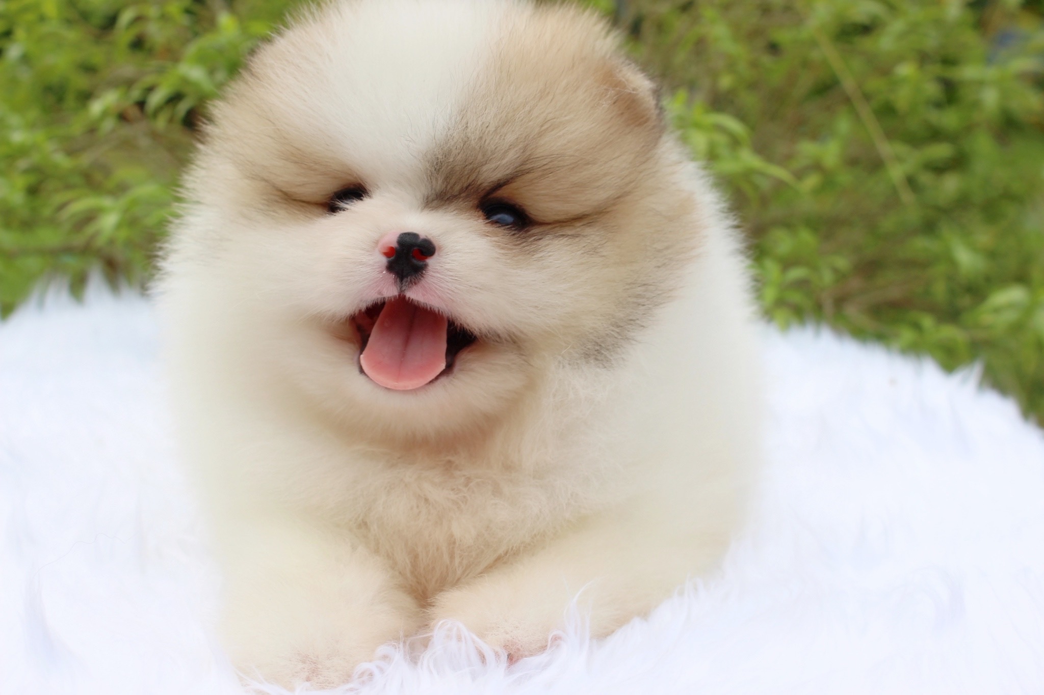 ปอมเมอเรเนียน เพศผู้ สีแฟนซีเกรดโชว์