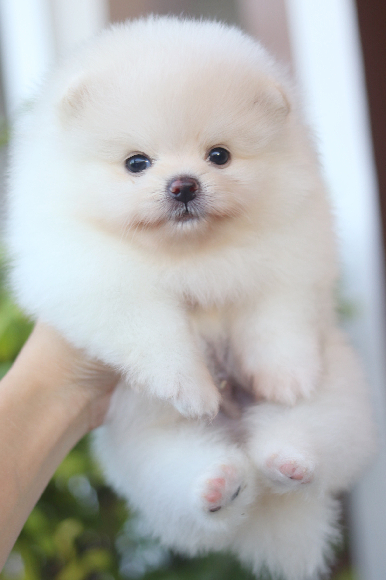 ปอมเมอเรเนียน เพศผู้สีขาวครีม