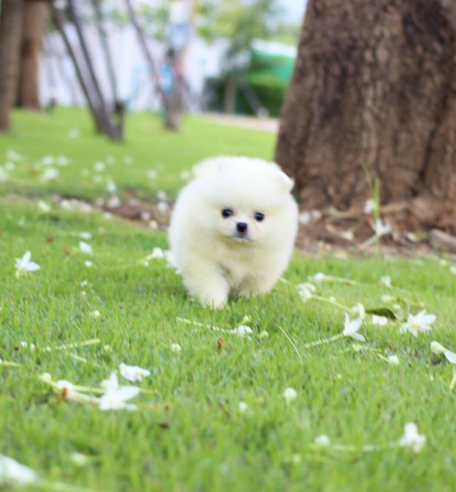 ปอมเมอเรเนียน เพศผู้