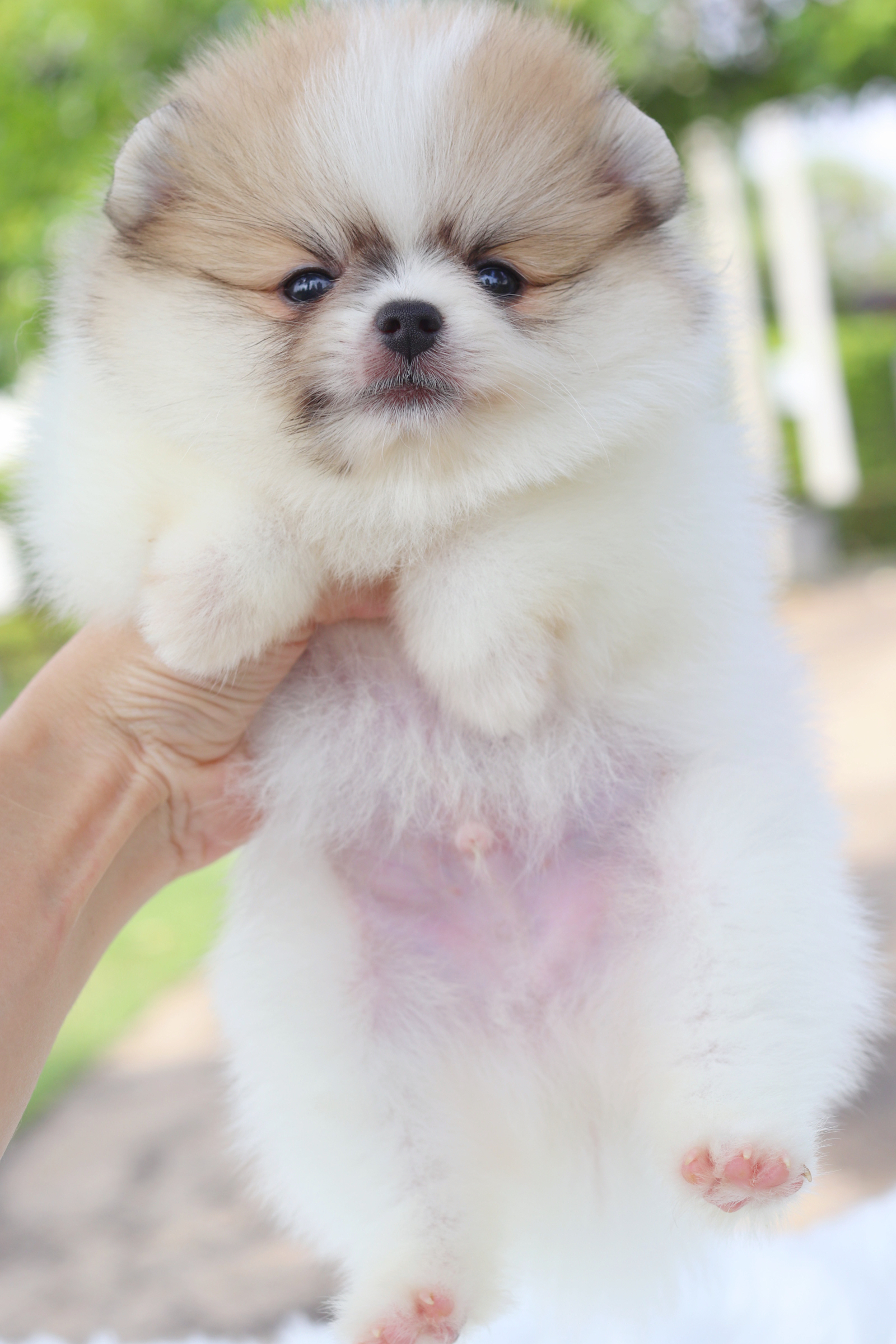 ปอมเมอเรเนียน เพศผู้สีแฟนซี