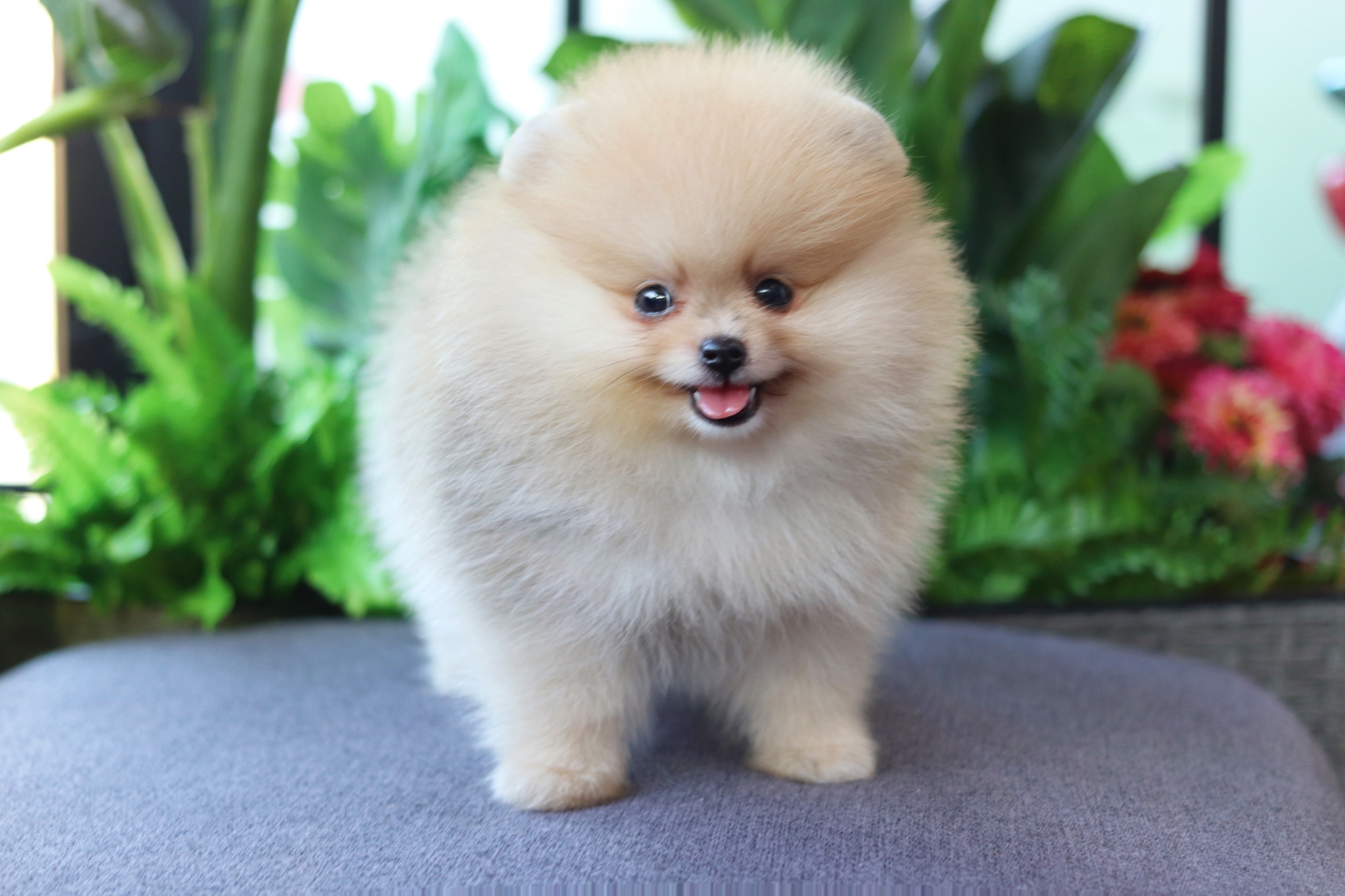 ปอมเมอเรเนียน เพศผู้ สีเรดเมอร์