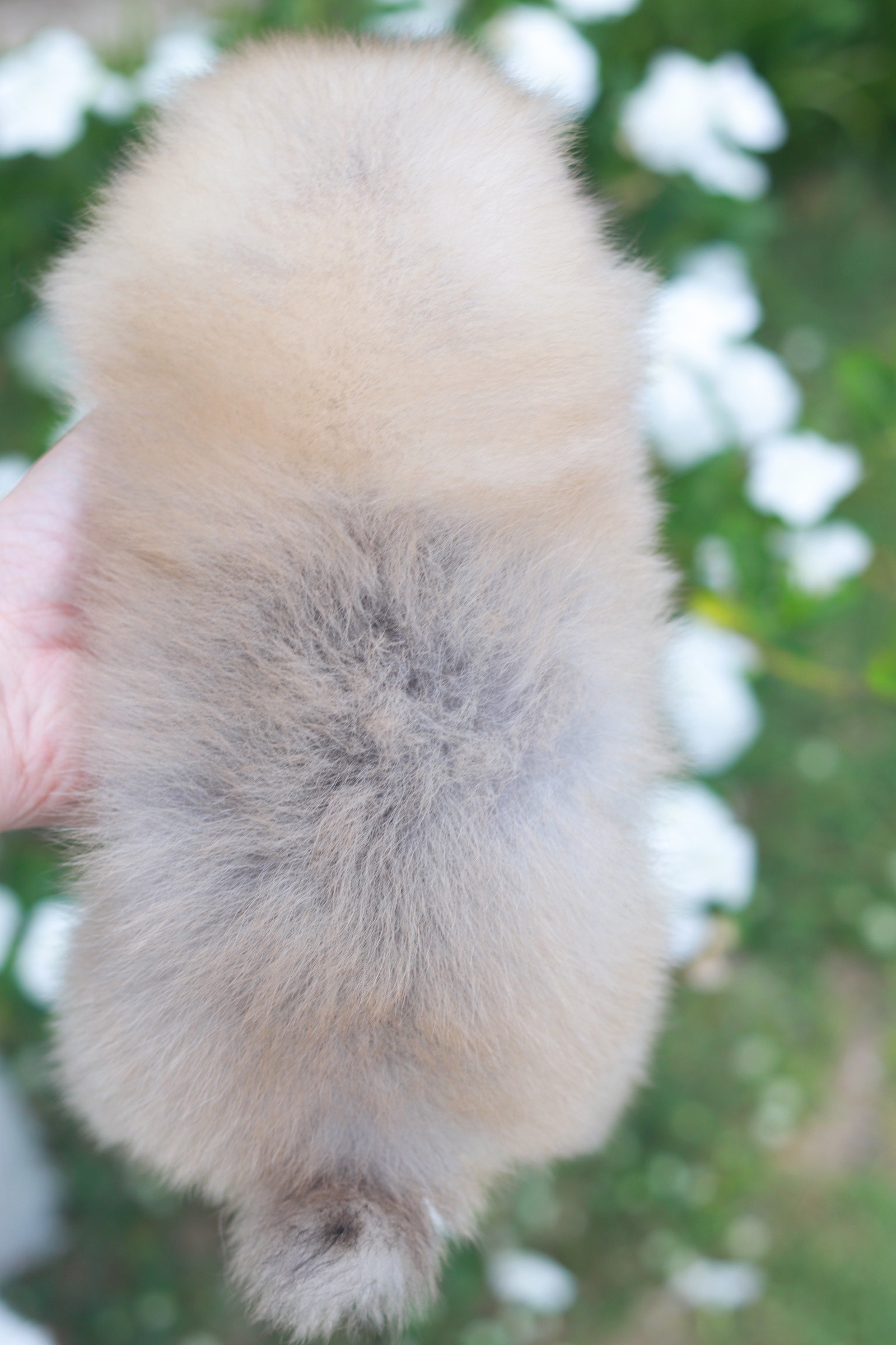 ปอมเมอเรเนียน เพศสีส้มเมียเกรดโชว์