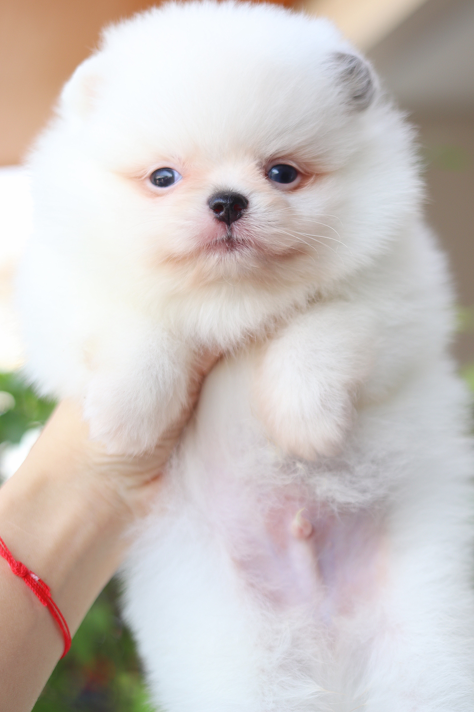 ปอมเมอเรเนียน เพศผู้สีแฟนซี