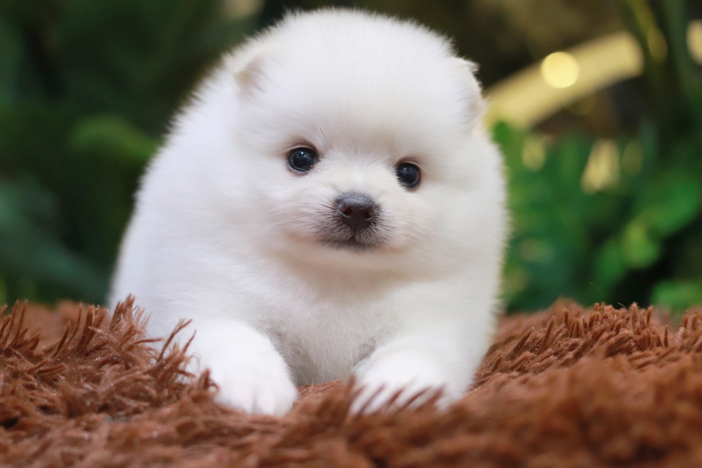 ปอมเมอเรเนียน เพศผู้ สีขาวครีม