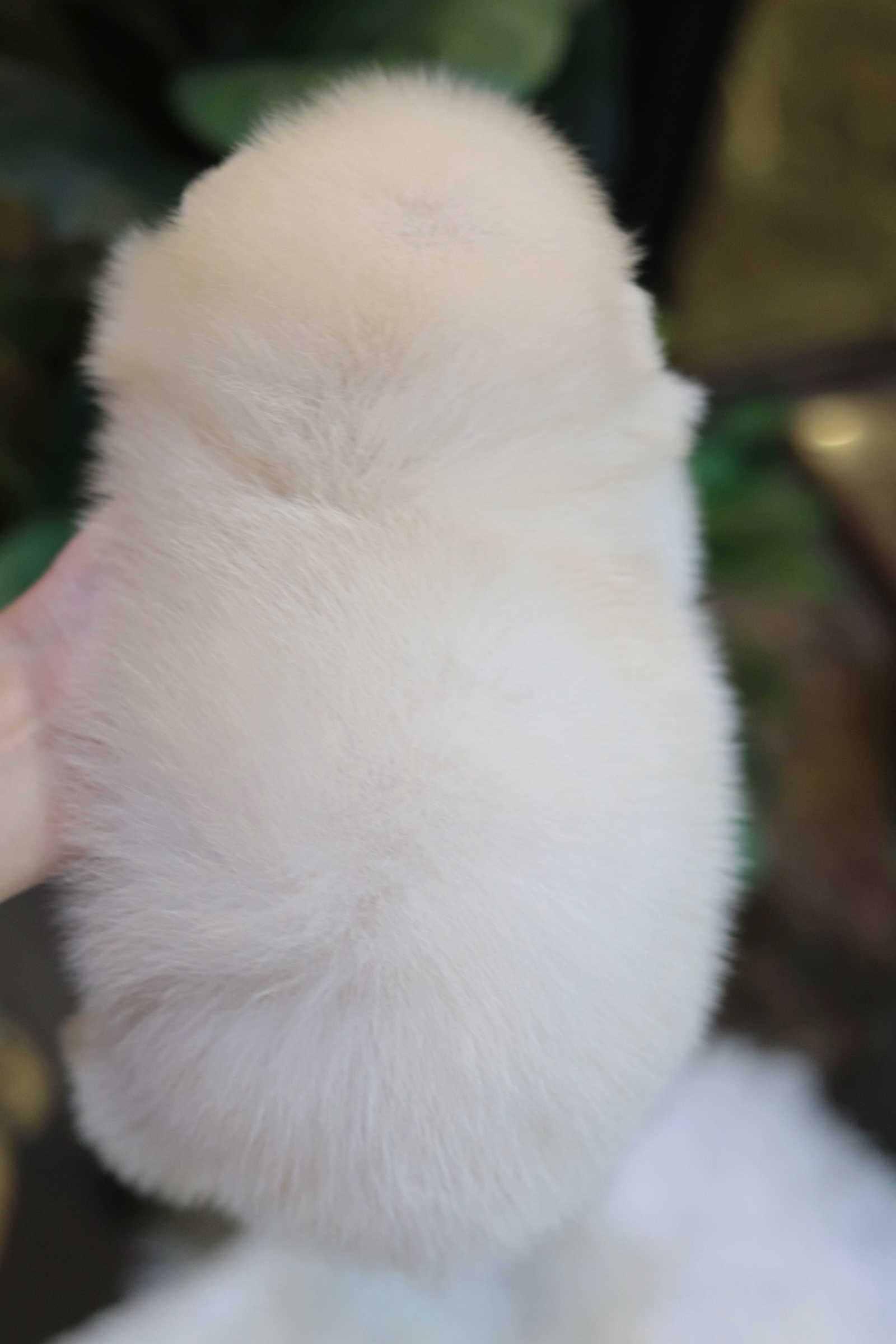 ปอมเมอเรเนียน เพศเมียสีขาวครีม