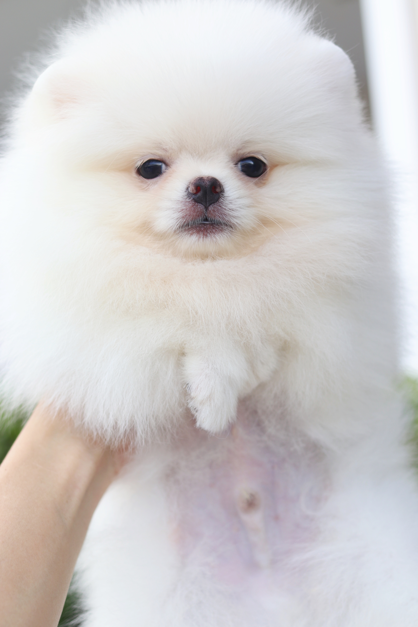 ปอมเมอเรเนียน เพศผู้สีขาวครีม