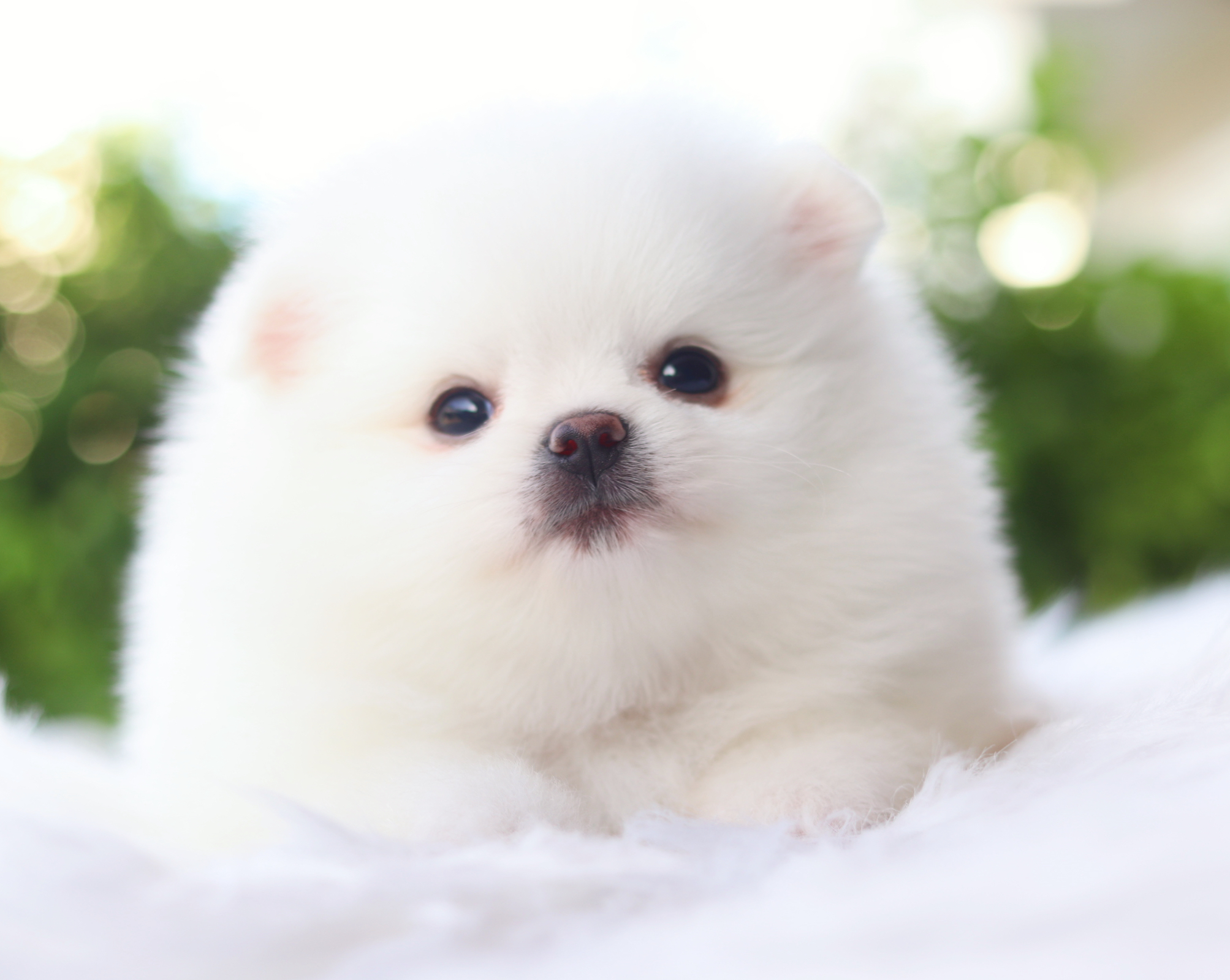 ปอมเมอเรเนียน เพศเมียสีขาวสำลีเกรดโชว์