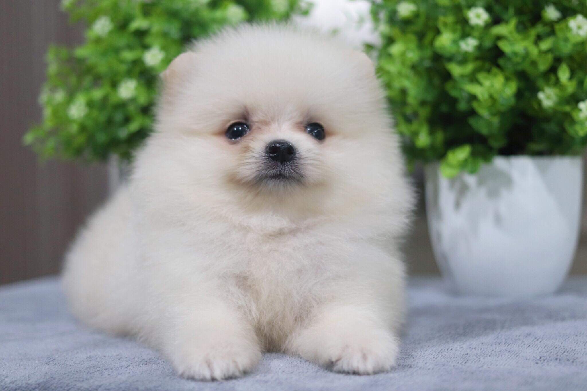 ปอมเมอเรเนียน เพศผู้