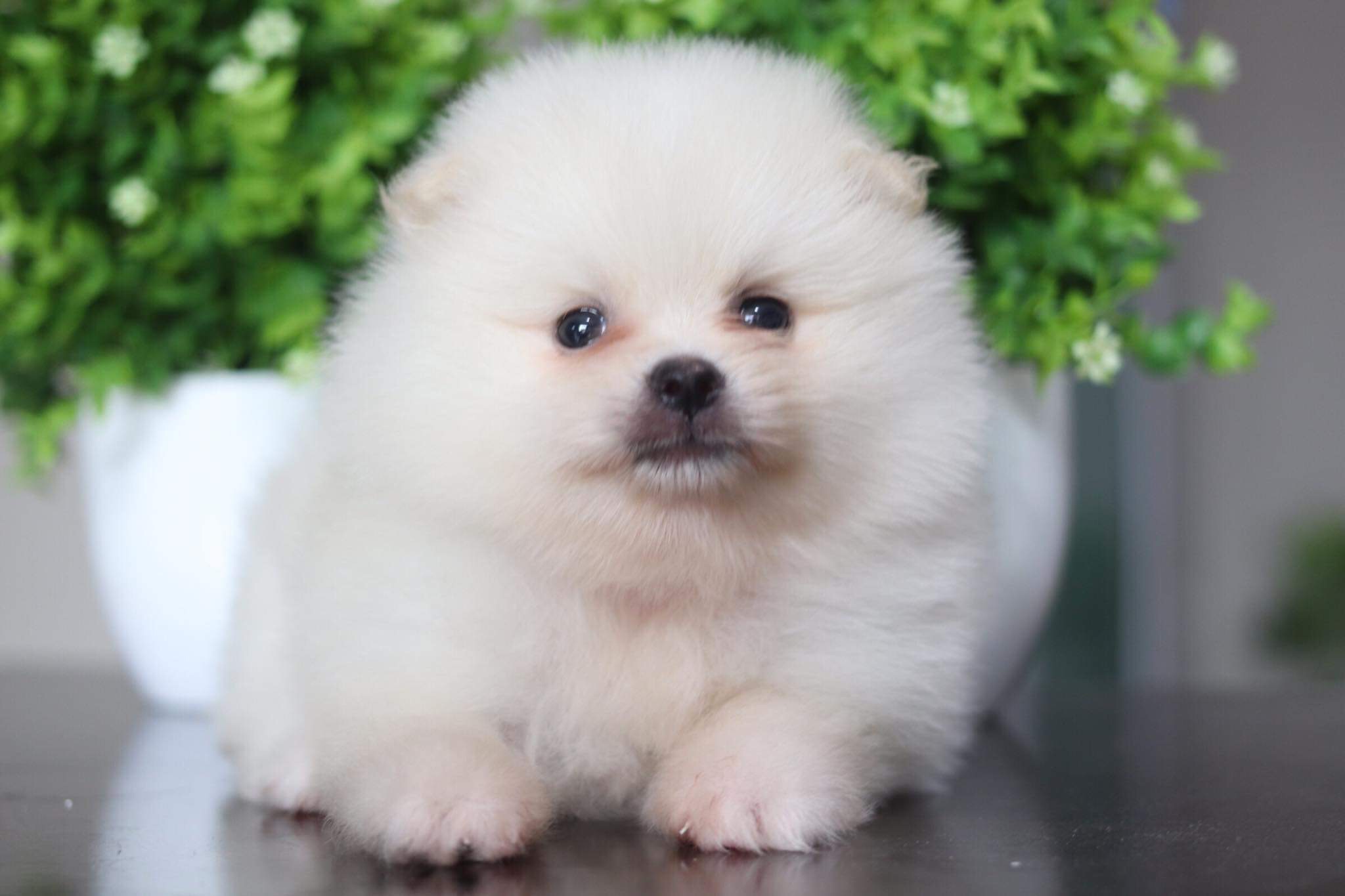 ปอมเมอเรเนียน เพศเมีย