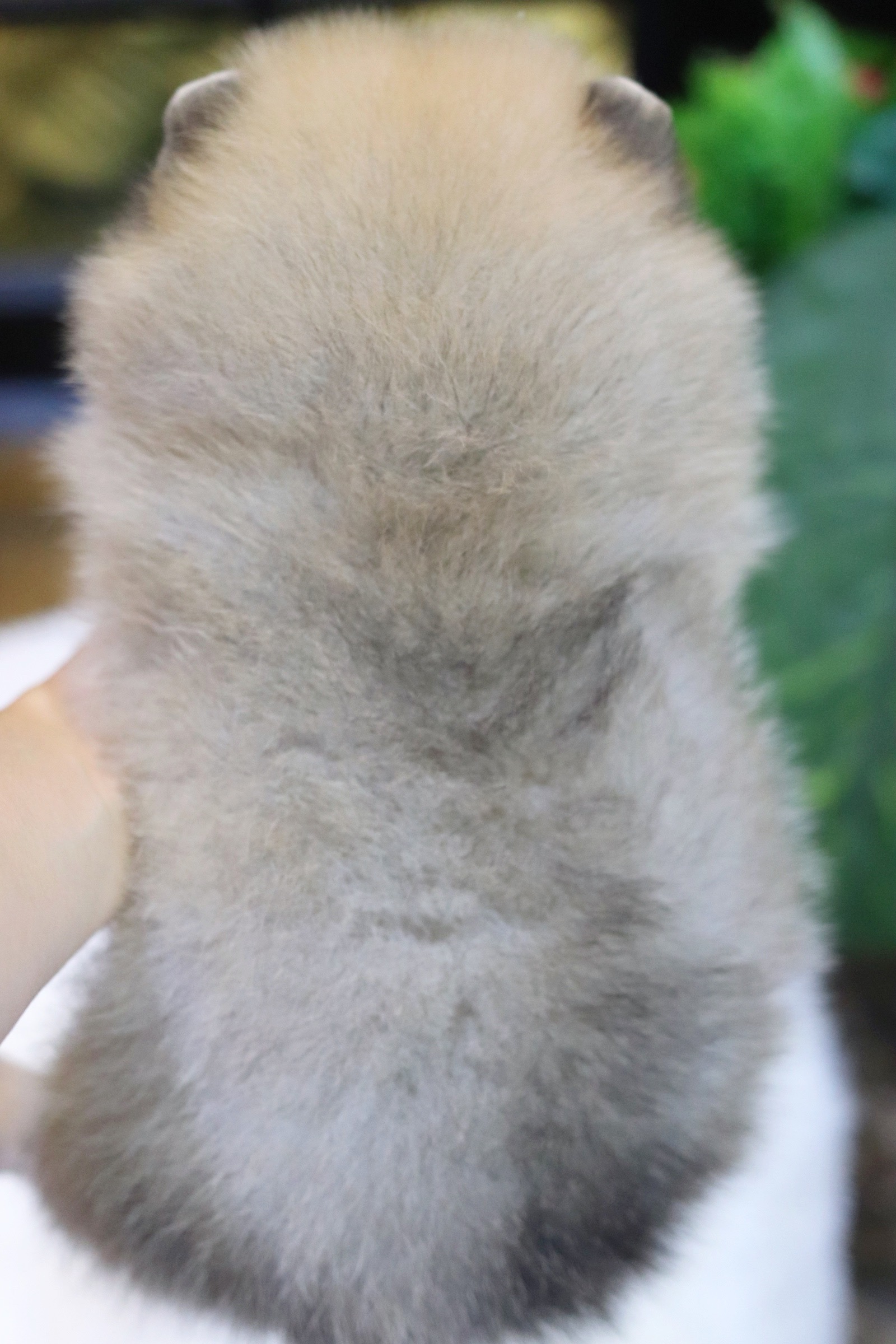 ปอมเมอเรเนียน เพศผู้สีส้ม