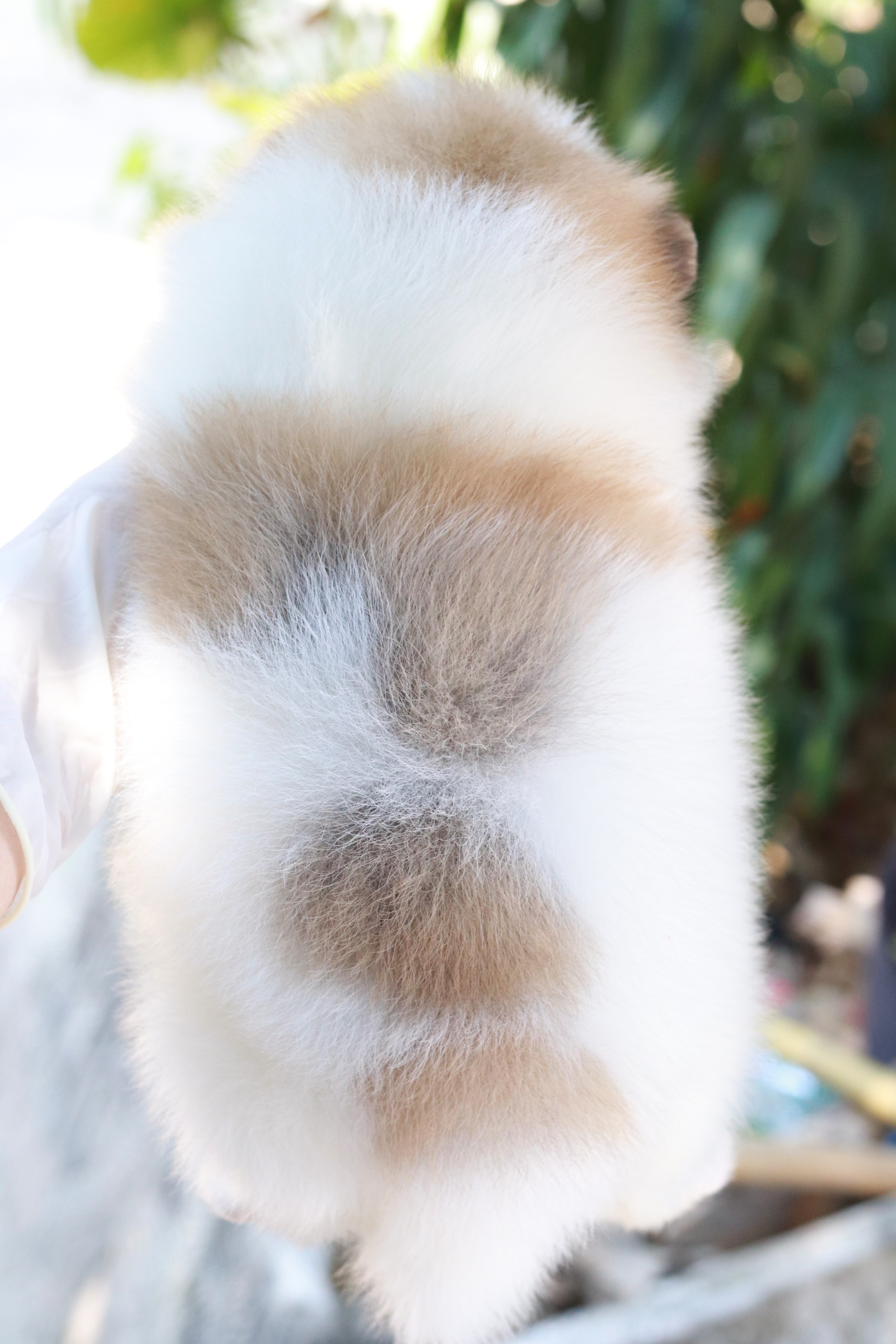 ปอมเมอเรเนียน เพศผู้ แฟนซี