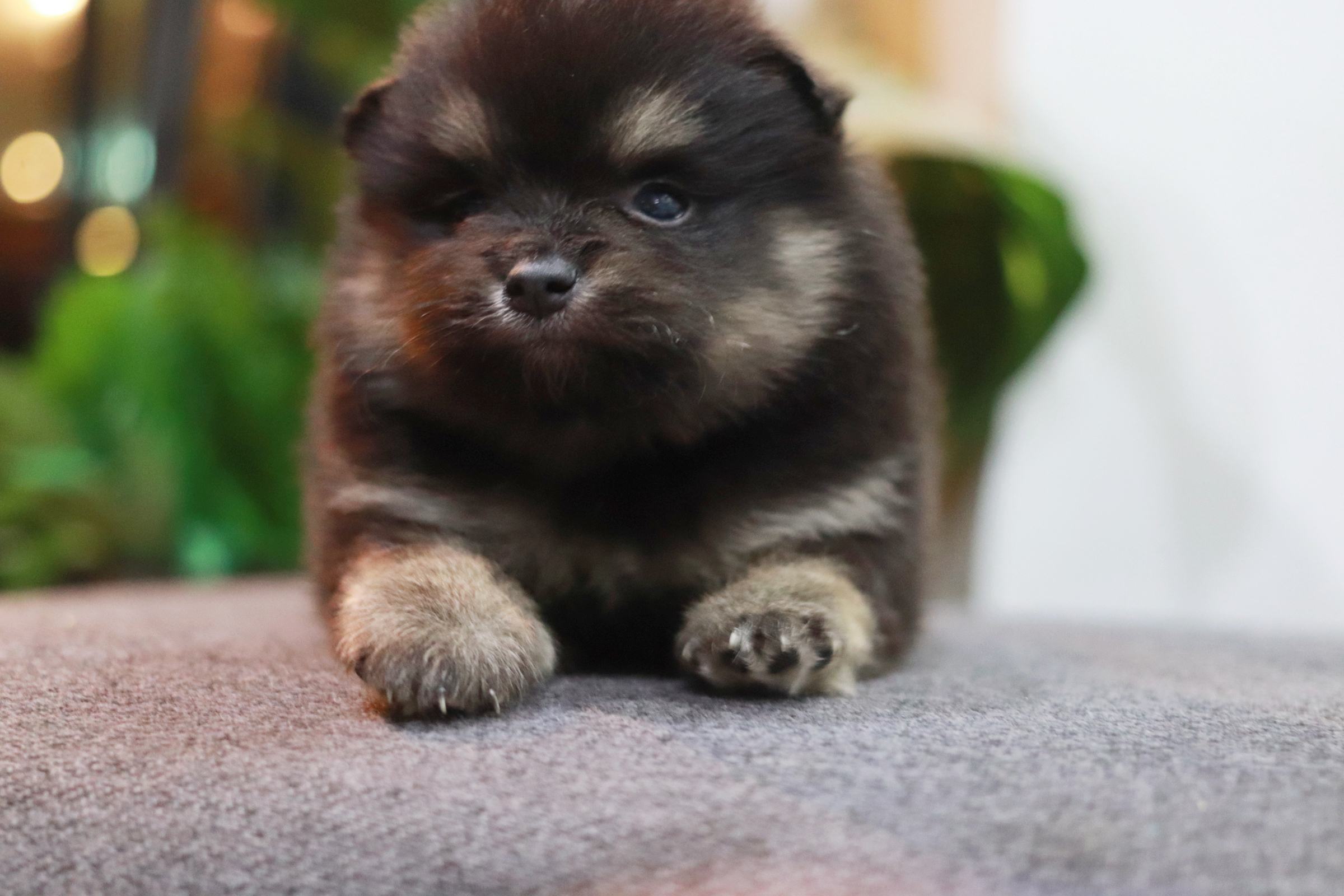 ปอมเมอเรเนียน เพศผู้