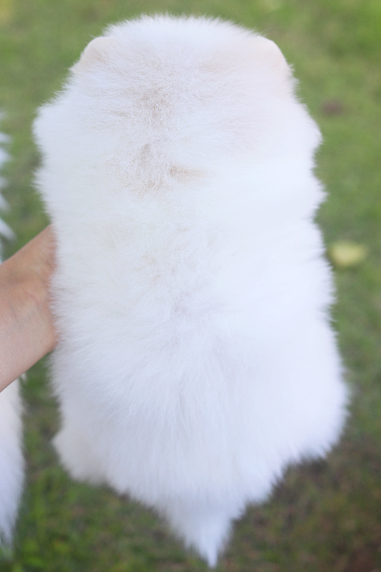 ปอมเมอเรเนียน เพศเมียขาวครีม