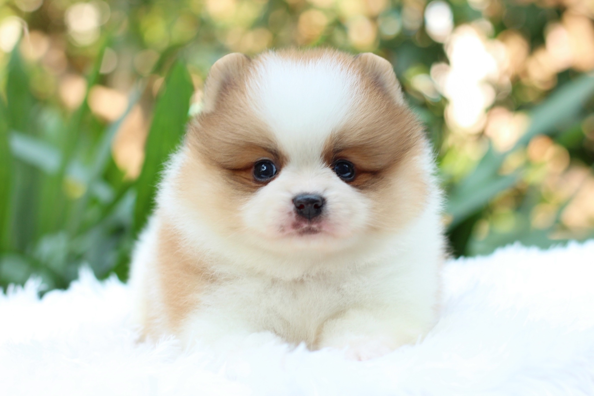 ปอมเมอเรเนียน เพศผู้ สีแฟนซี