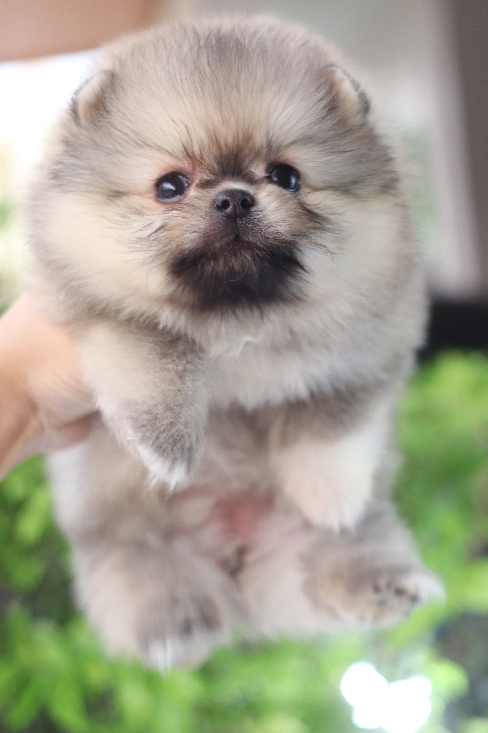 ปอมเมอเรเนียน เพศเมียสีส้ม เกรดโชว์