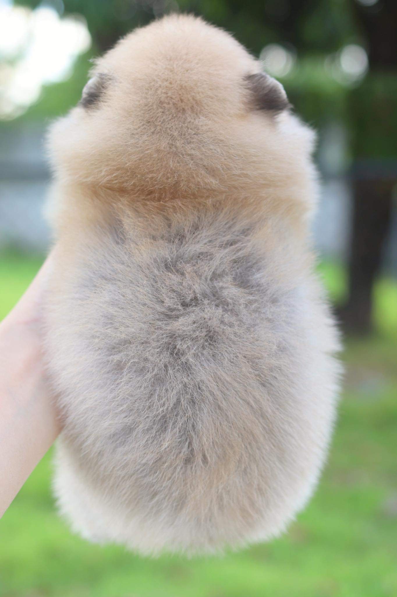 ปอมเมอเรเนียน เพศเมีย สีส้ม เกรดโชว์ มีถุงเท้า4 ข้าง