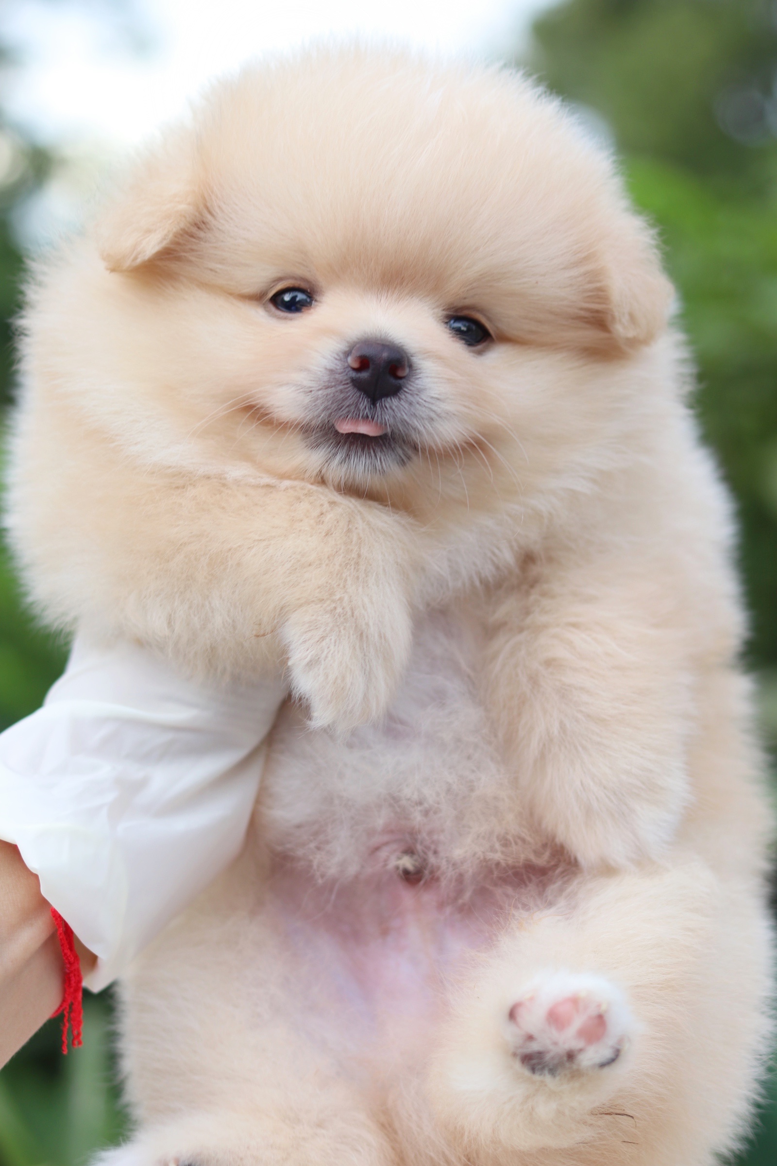 ปอมเมอเรเนียน เพศผู้ สีครีม