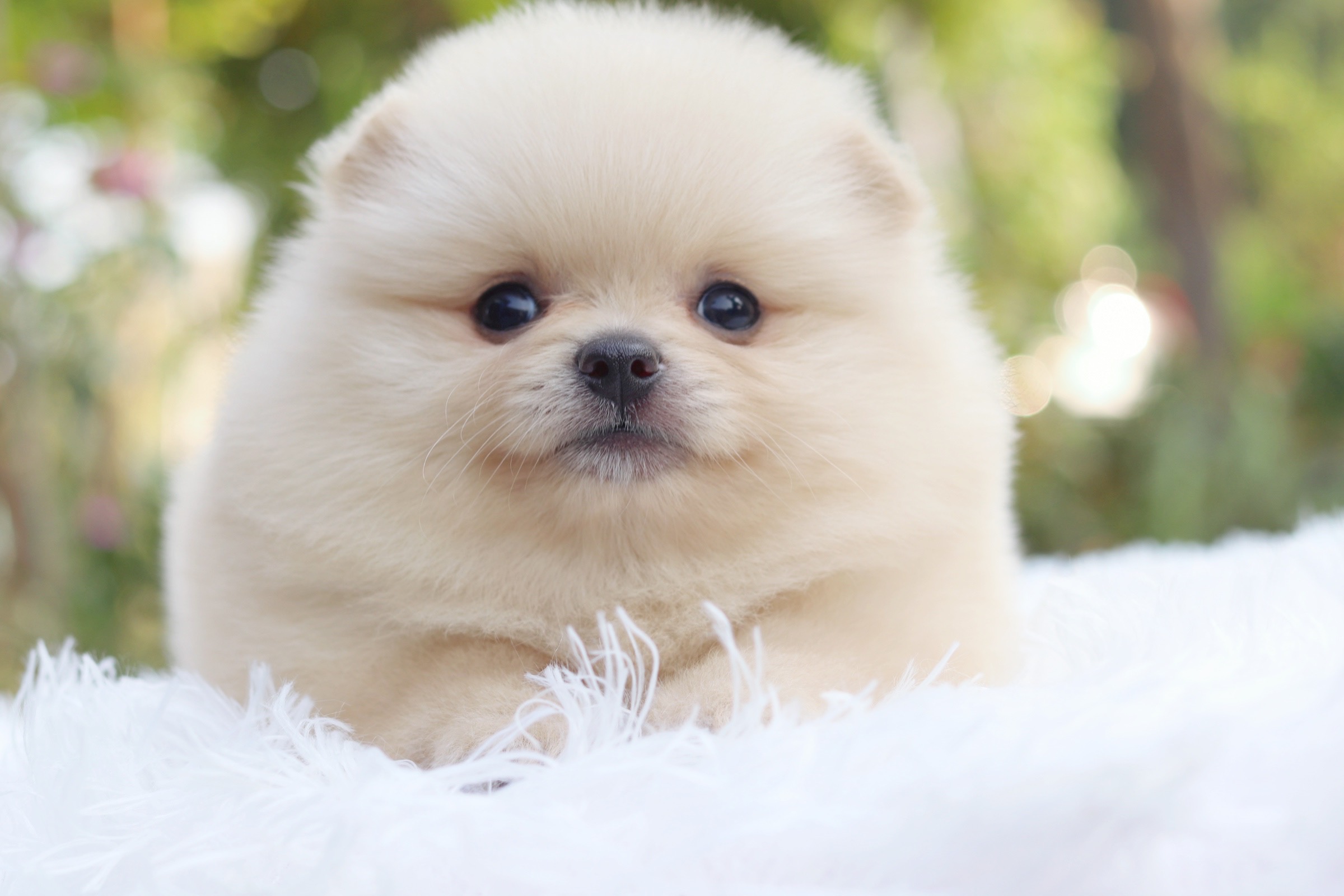 ปอมเมอเรเนียน เพศเมีย ขาวครีม