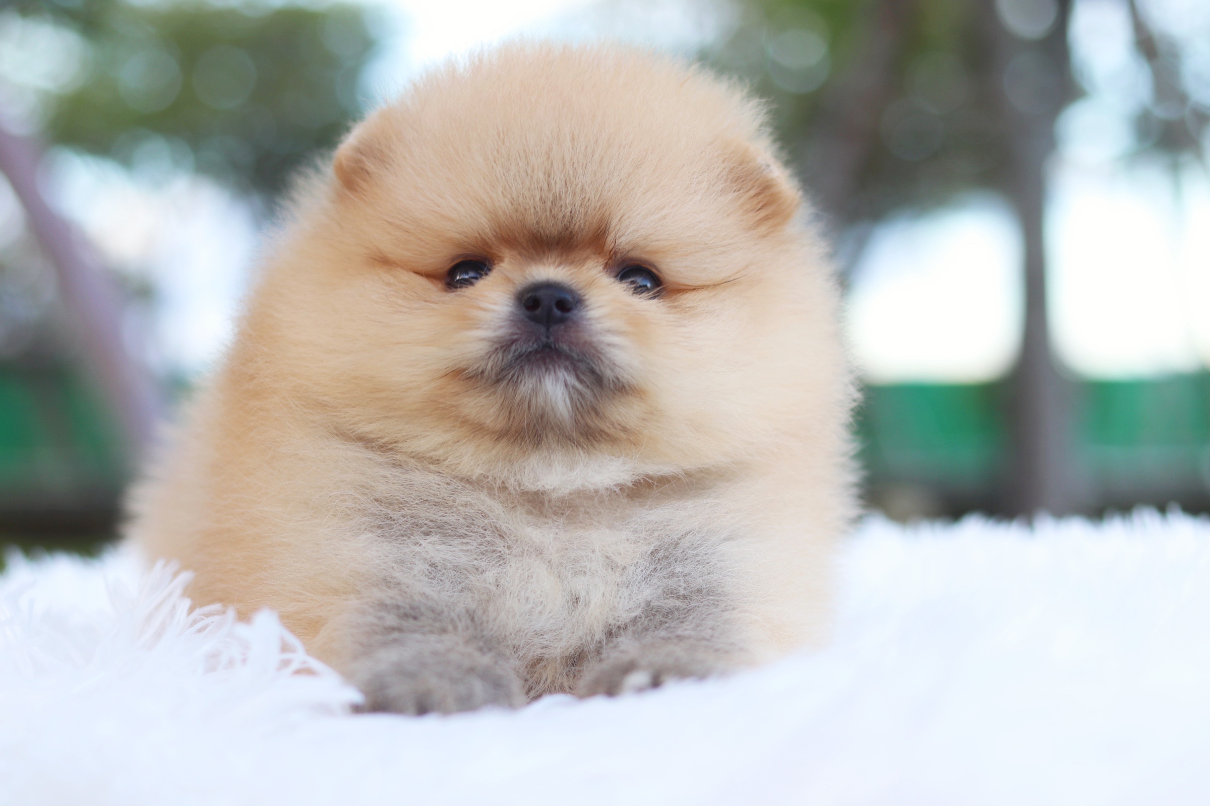 ปอมเมอเรเนียน เพศเมียสีส้ม เกรดโชว์ ไซส์เล็ก