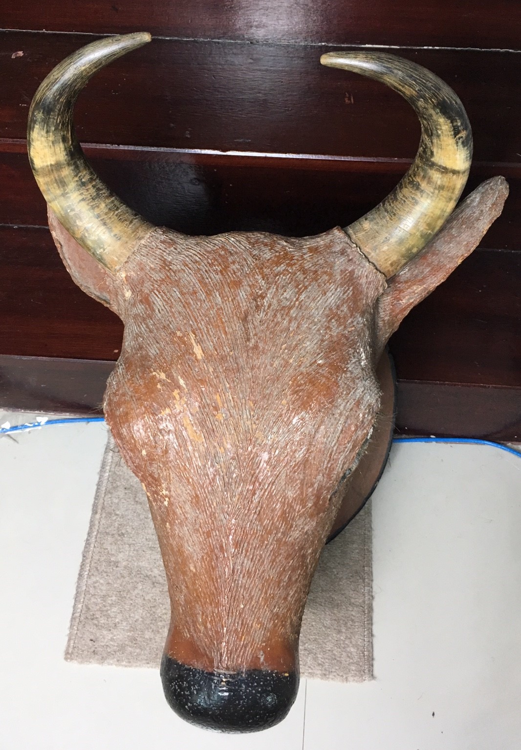 หัววัว เขาแท้ หัวใหญ่มาก