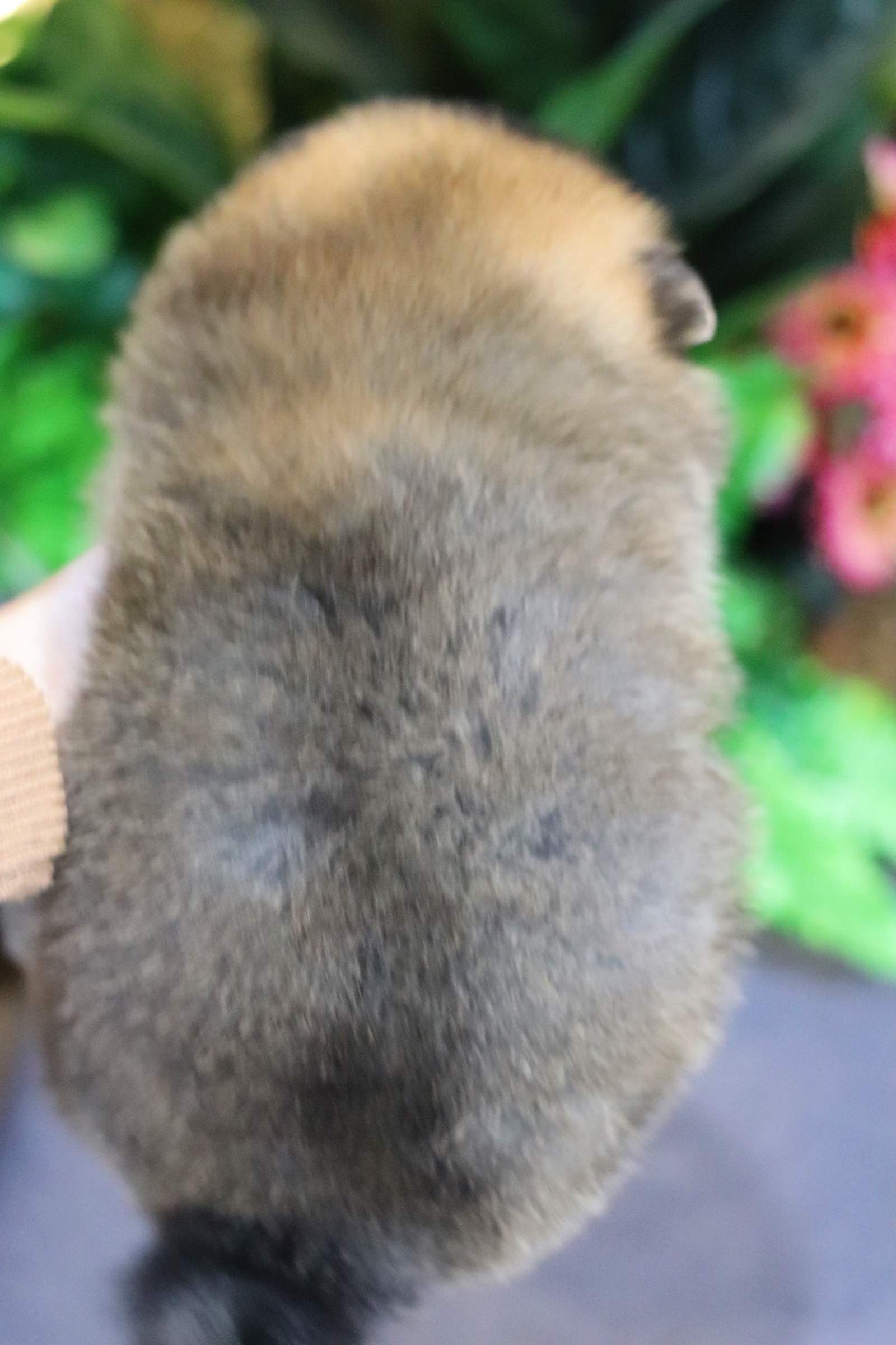 ปอมเมอเรเนียน เพศผู้ สีส้ม