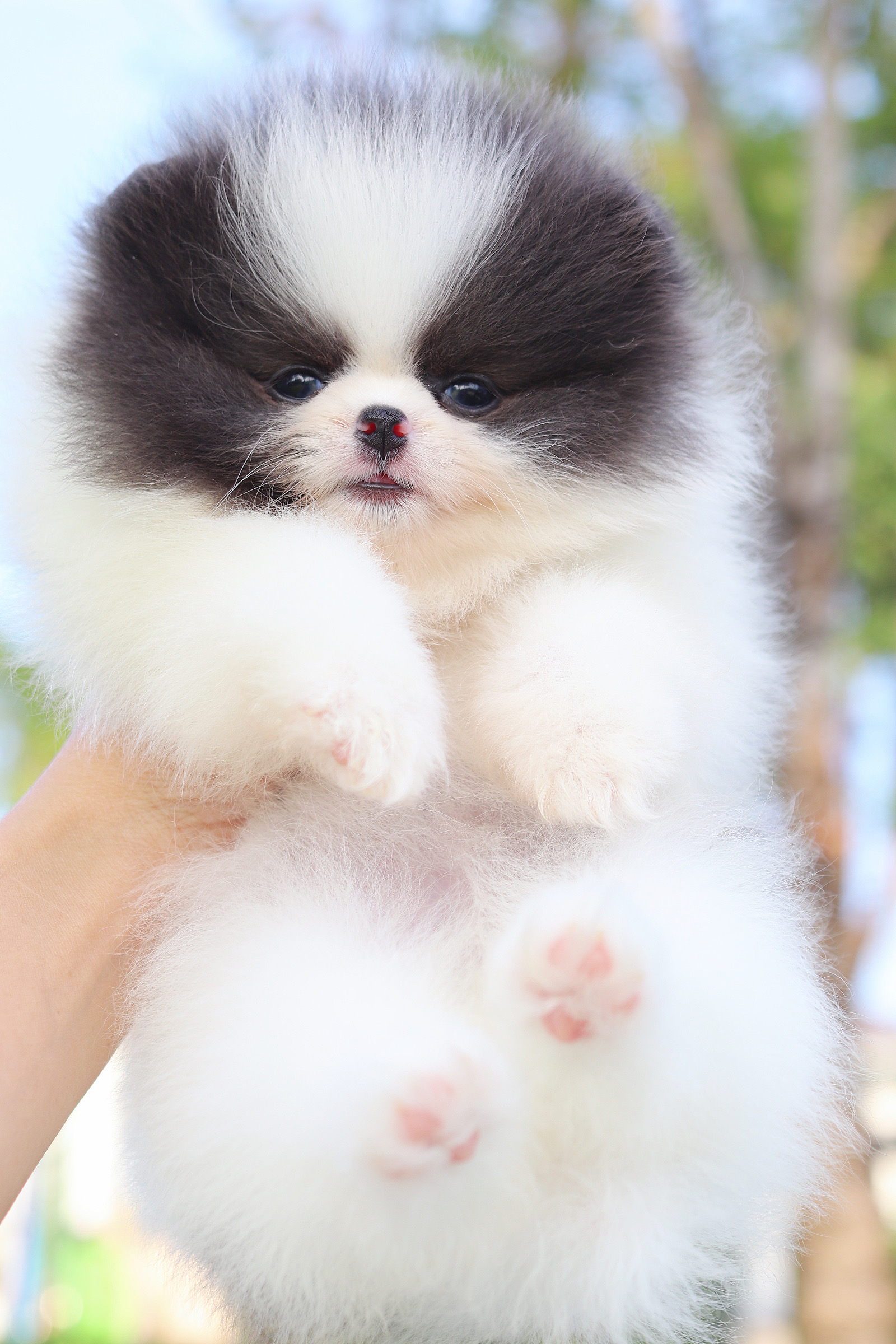 ปอมเมอเรเนียน เพศเมียแฟนซี เกรดโชว์