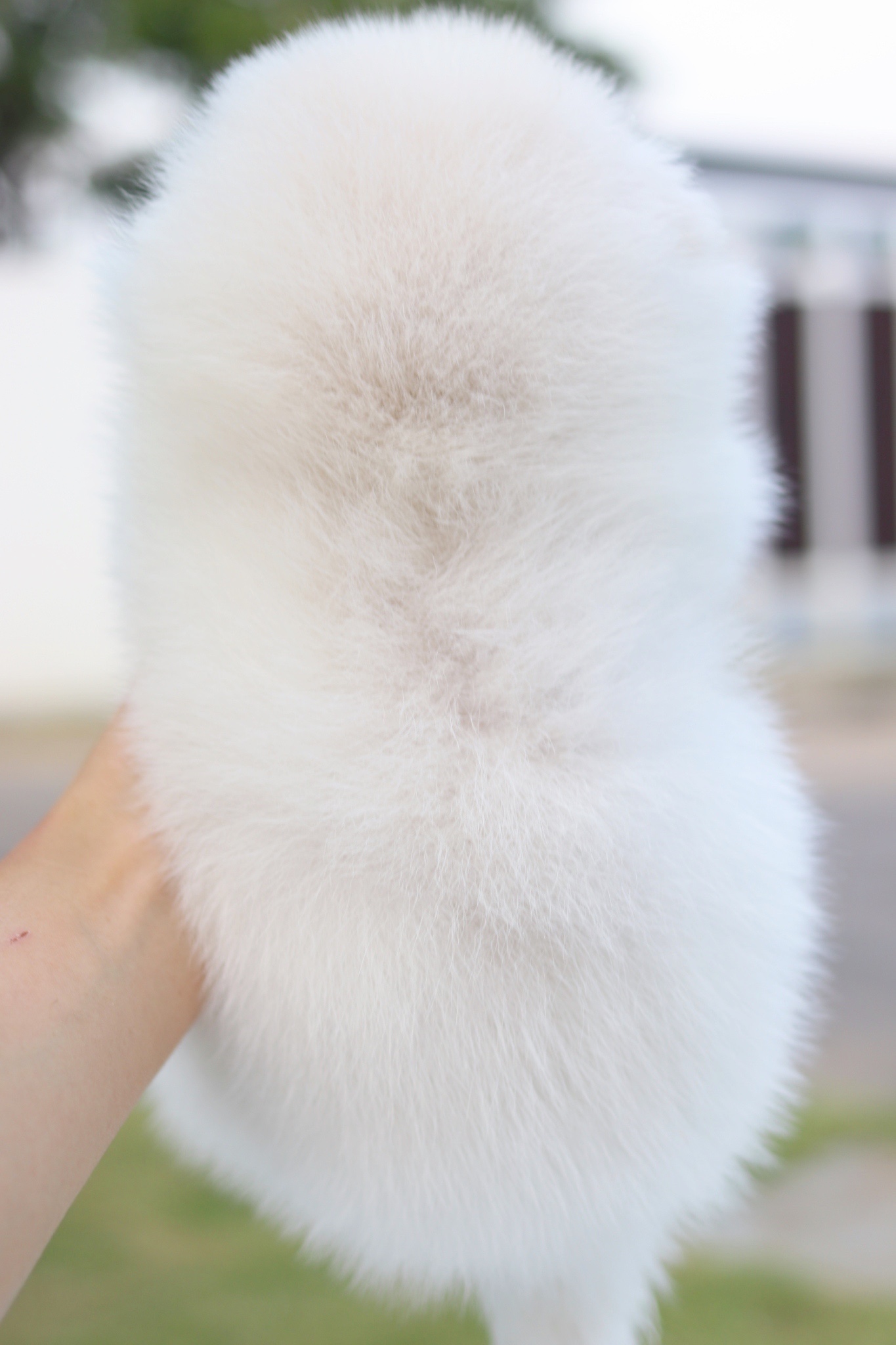 ปอมเมอเรเนียน เพศเมียสีขาวครีม