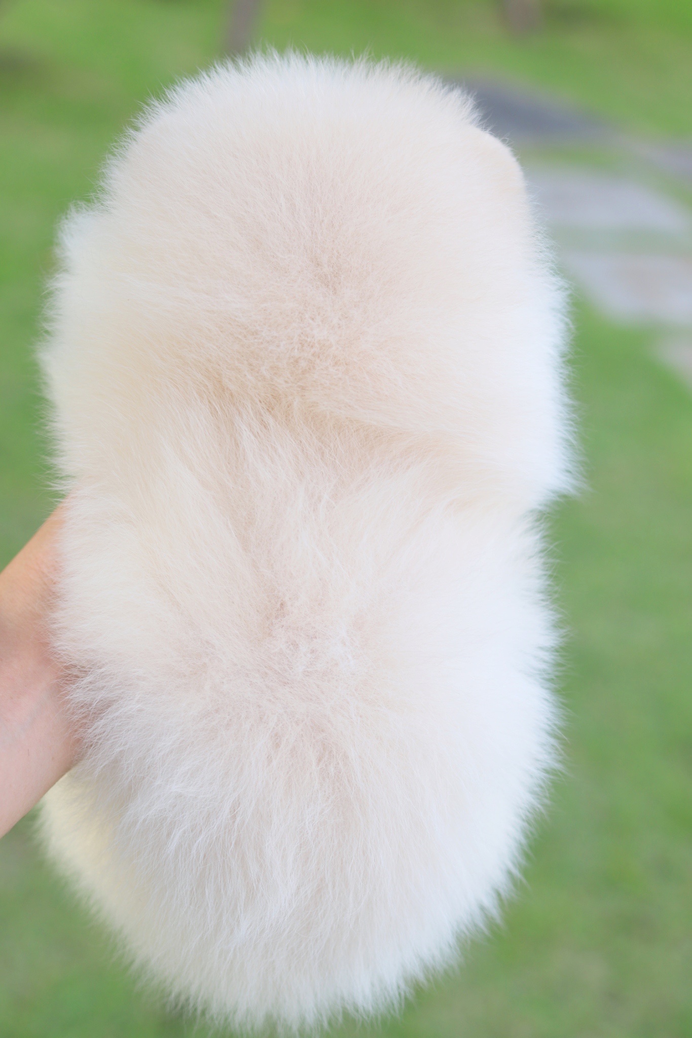 ปอมเมอเรเนียน เพศเมียสีขาวครีมเกรดโชว์