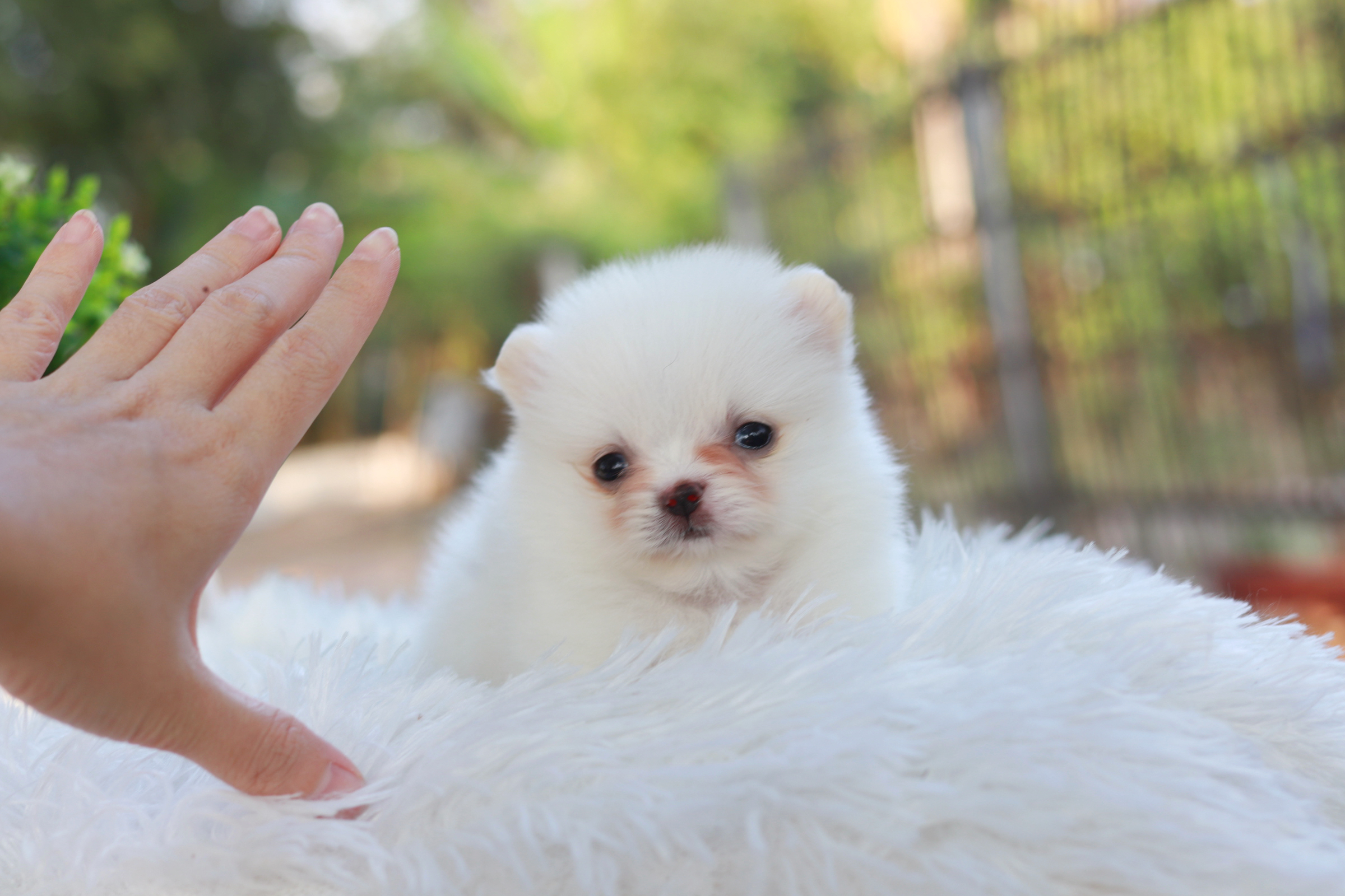 ปอมเมอเรเนียน เพศเมีย สีขาวทีคัพ