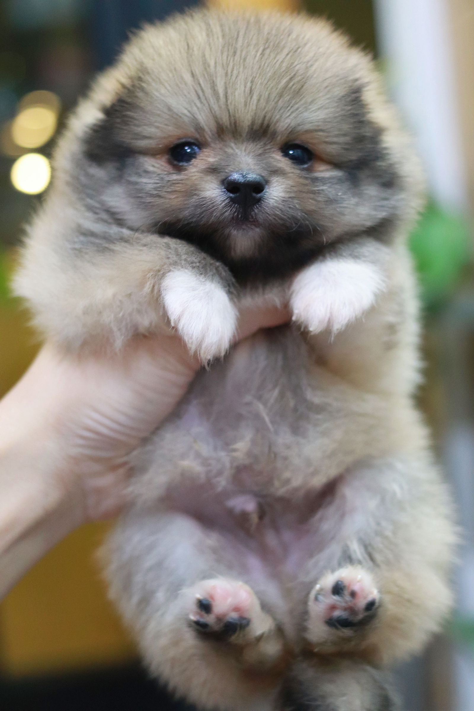 ปอมเมอเรเนียน เพศผู้