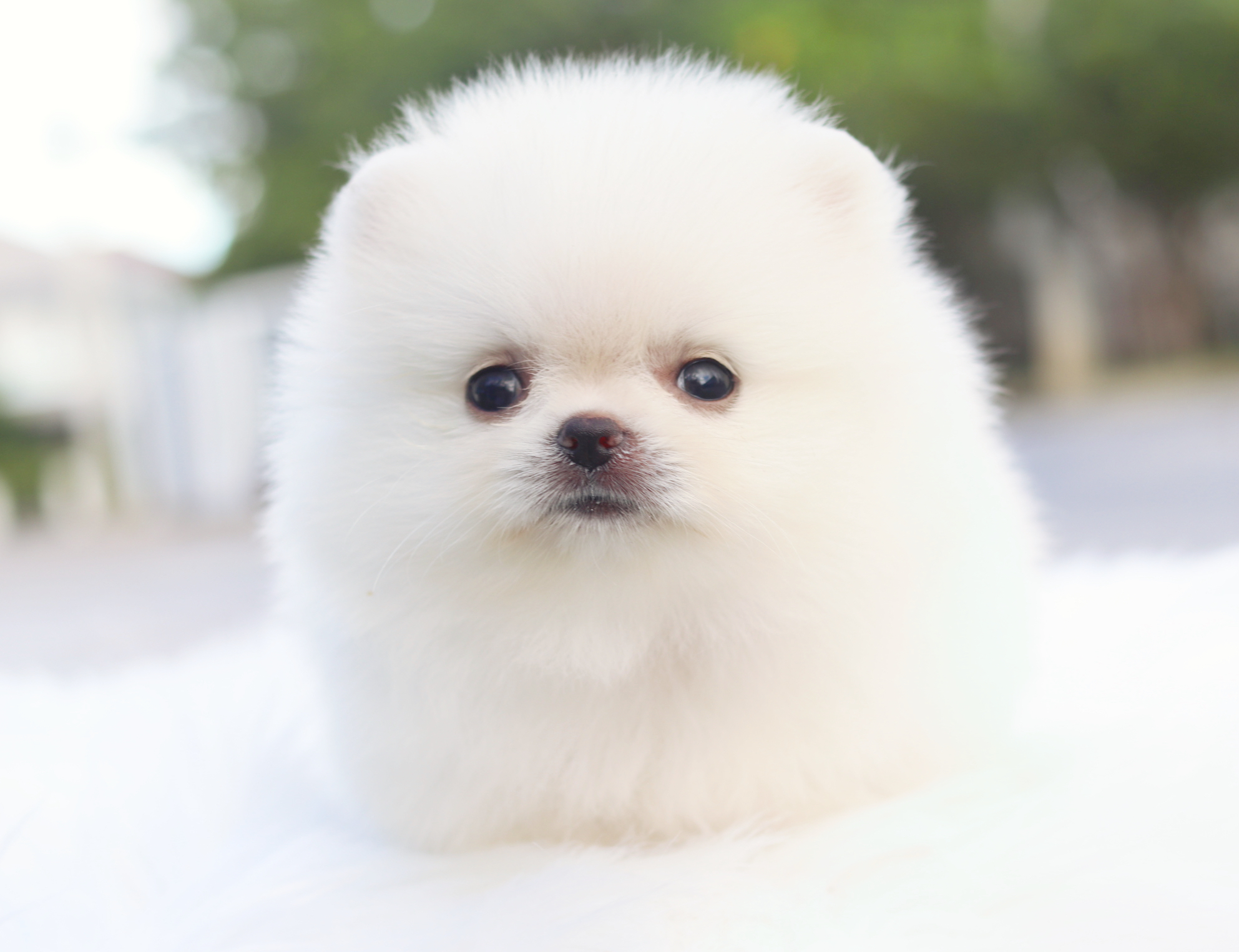 ปอมเมอเรเนียน เพศเมียสีขาวครีมเกรดโชว์