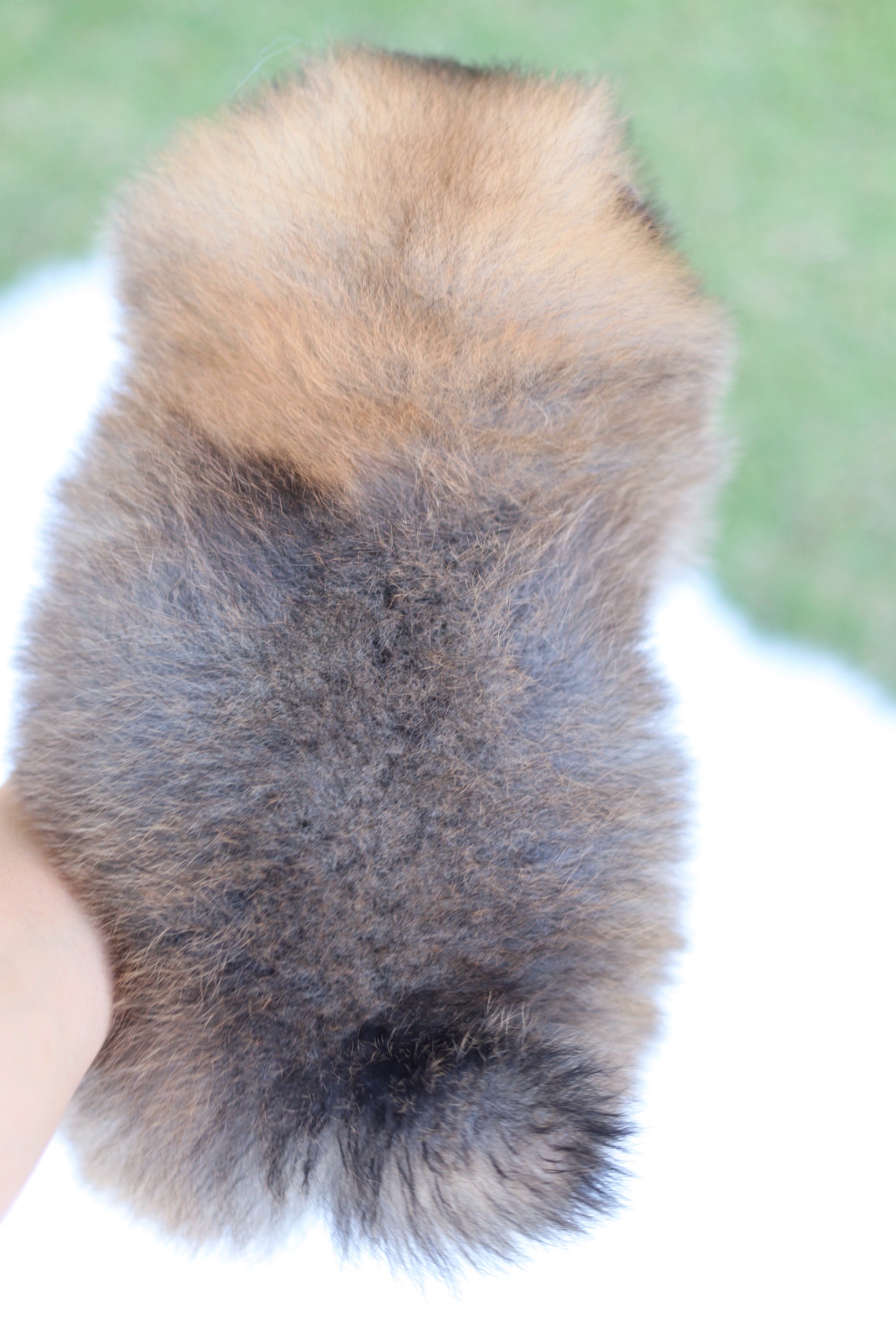 ปอมเมอเรเนียน เพศผู้ สีส้ม