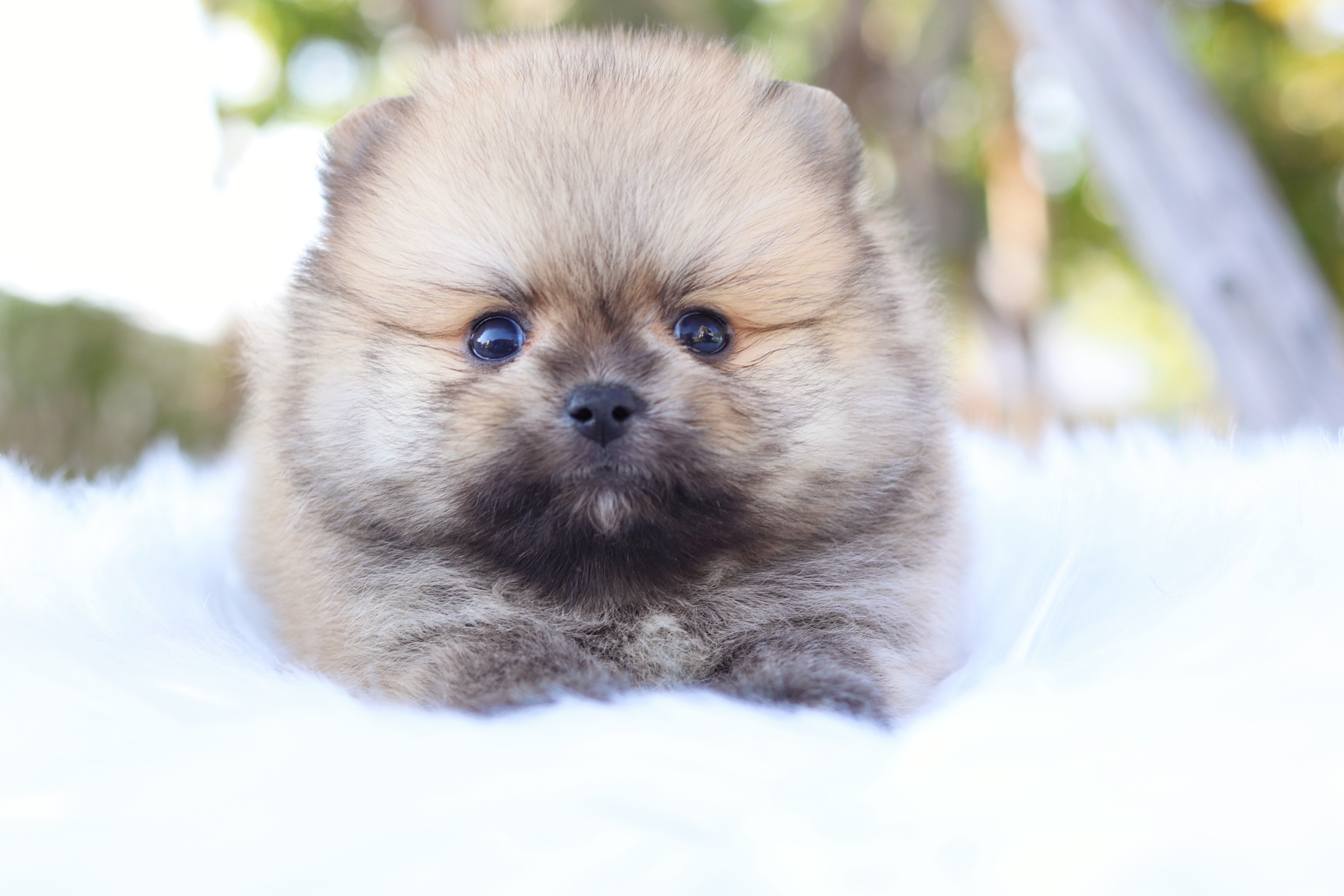 ปอมเมอเรเนียน เพศผู้ สีส้ม