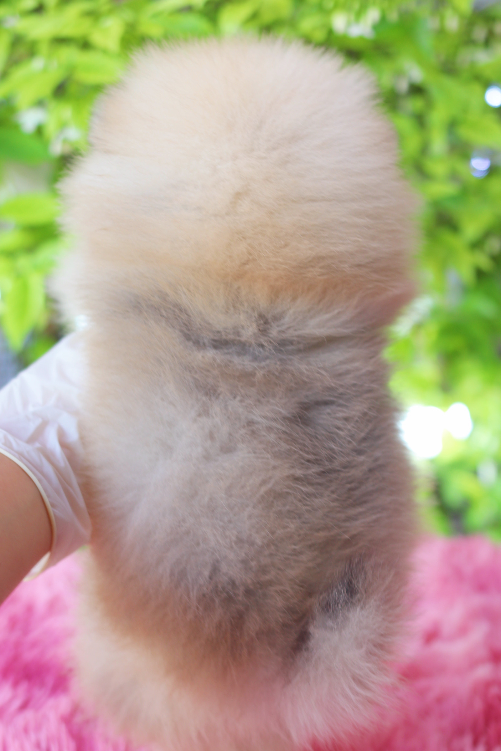 ปอมเมอเรเนียน เพศผู้ สีส้ม