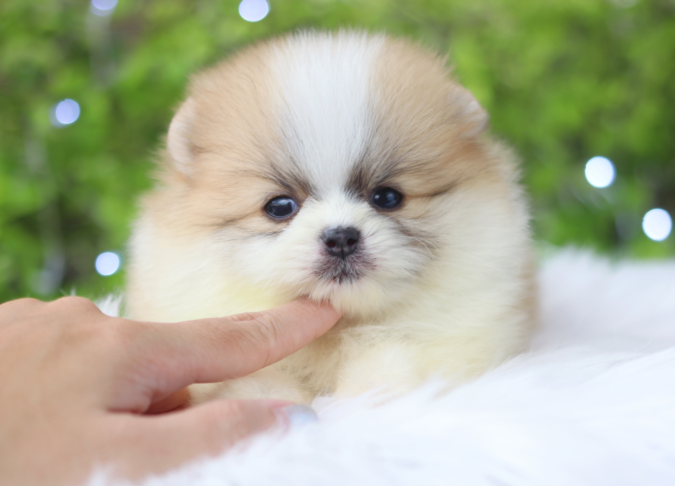 ปอมเมอเรเนียน เพศผู้แฟนซีเกรดโชว์