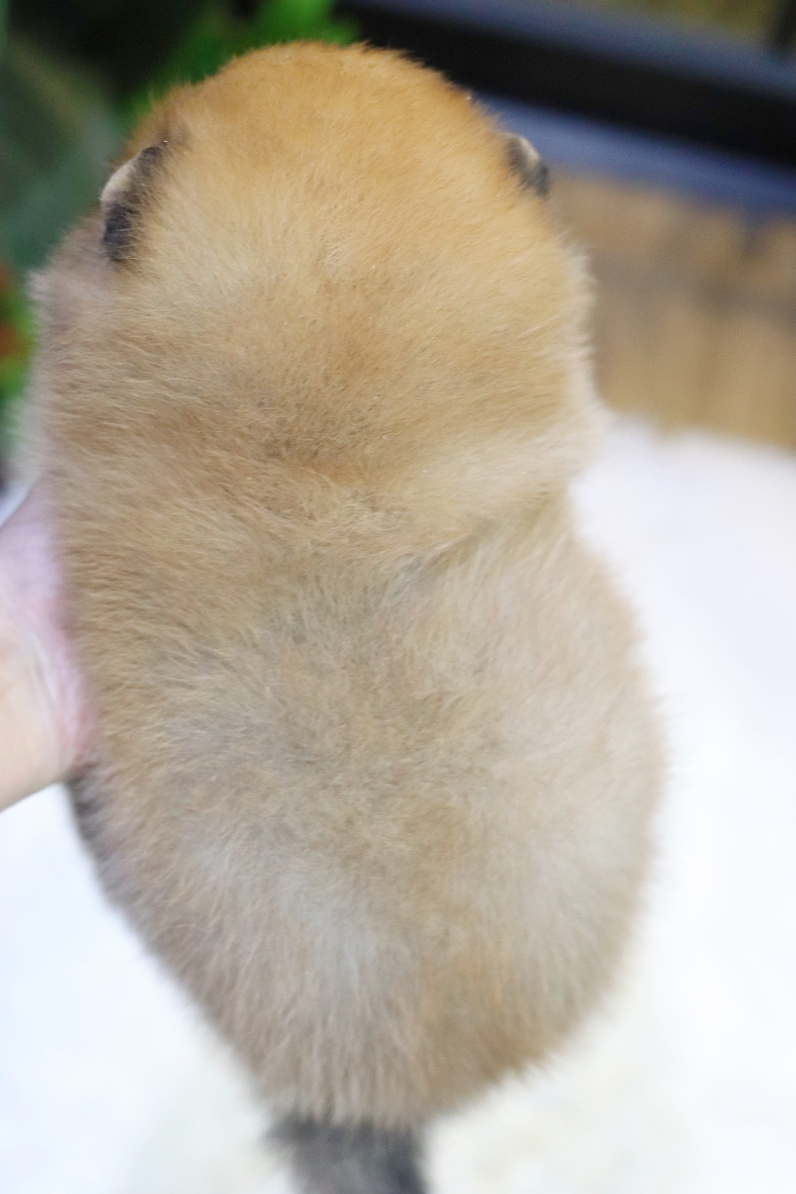 ปอมเมอเรเนียน เพศเมีย สีส้ม