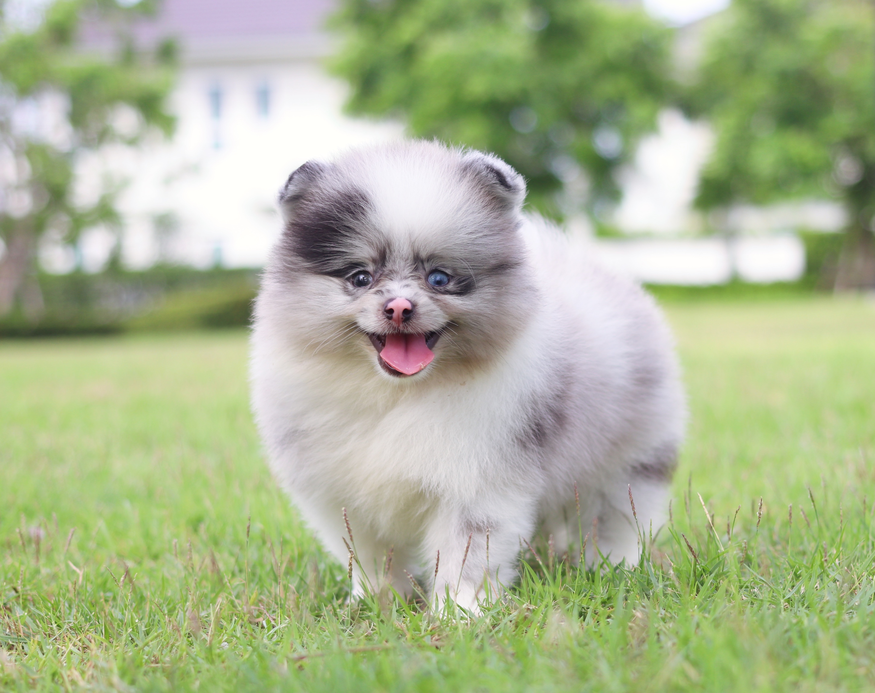 ปอมเมอเรเนียน เพศผู้สีแฟนซีบลูเมอร์เร่ตาสีฟ้า