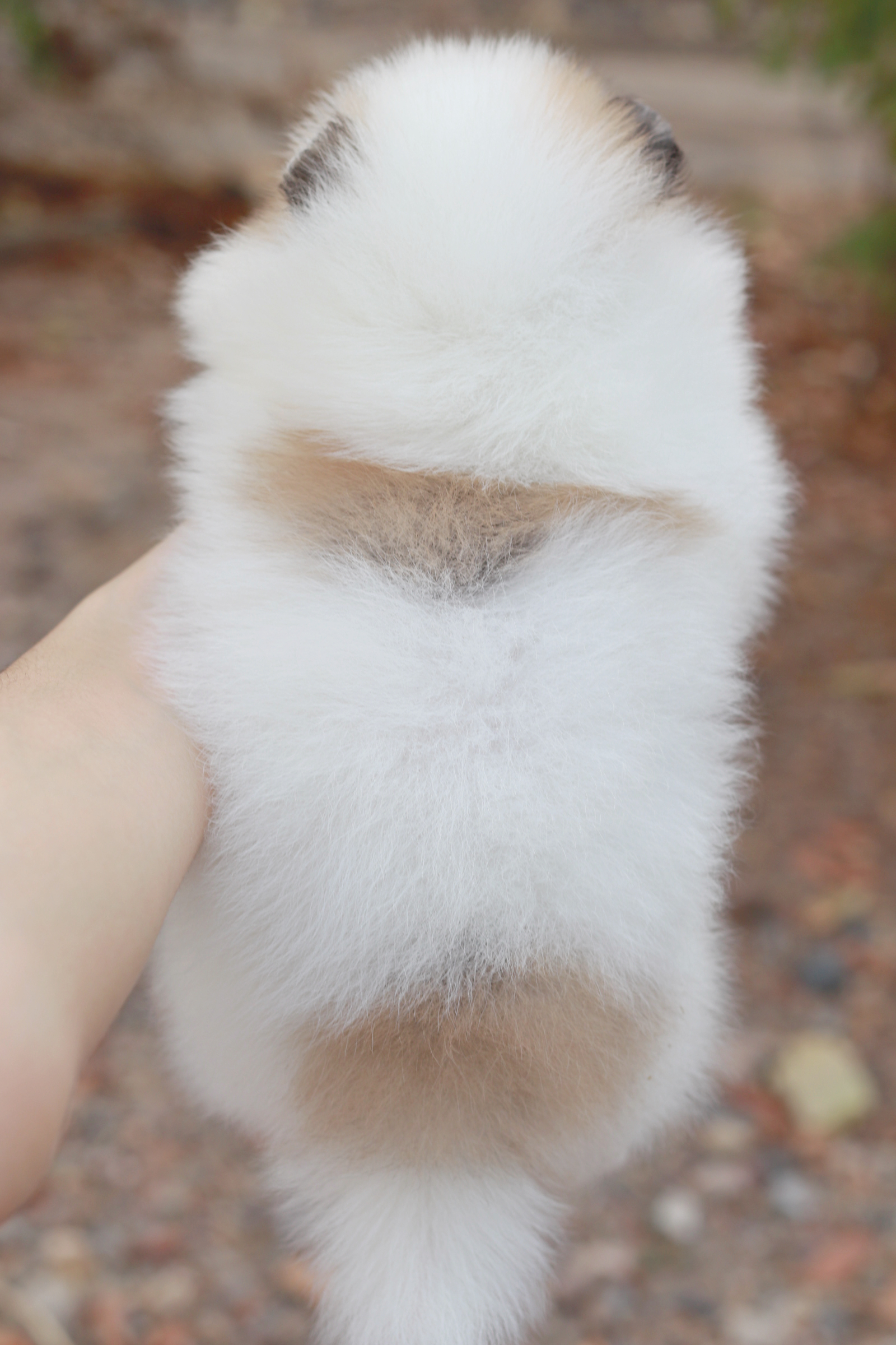 ปอมเมอเรเนียน เพศผู้