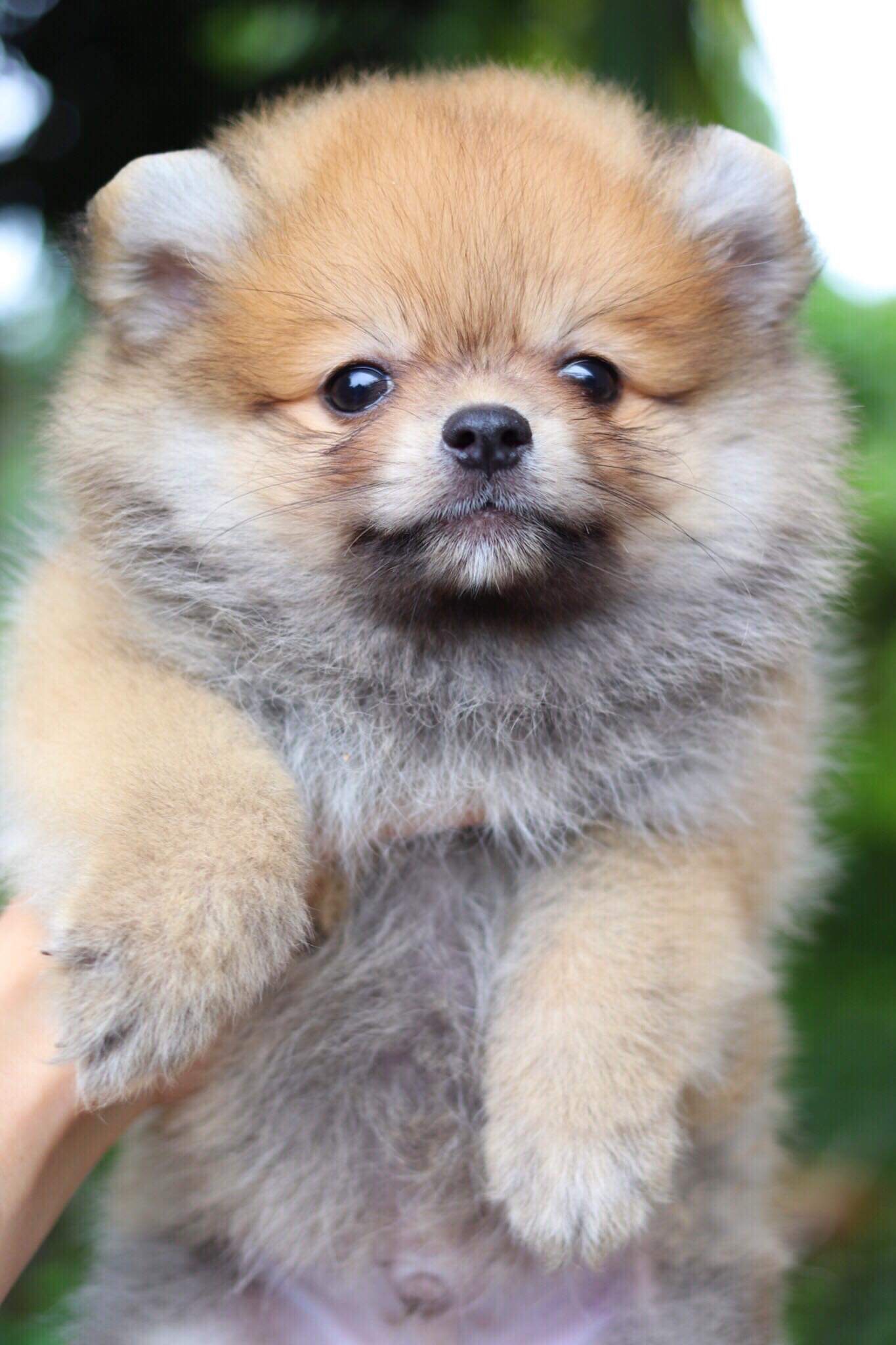 ปอมเมอเรเนียน เพศผู้