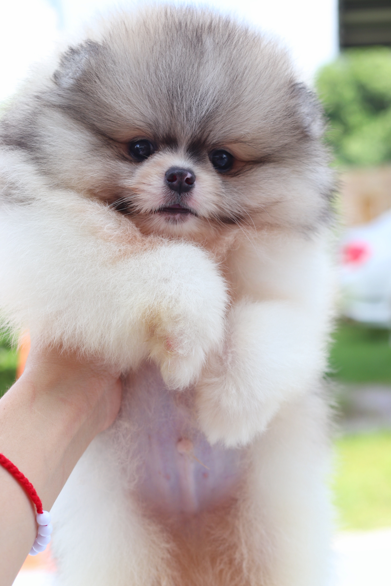 ปอมเมอเรเนียน เพศผู้สีแฟนซี เกรดโชว์