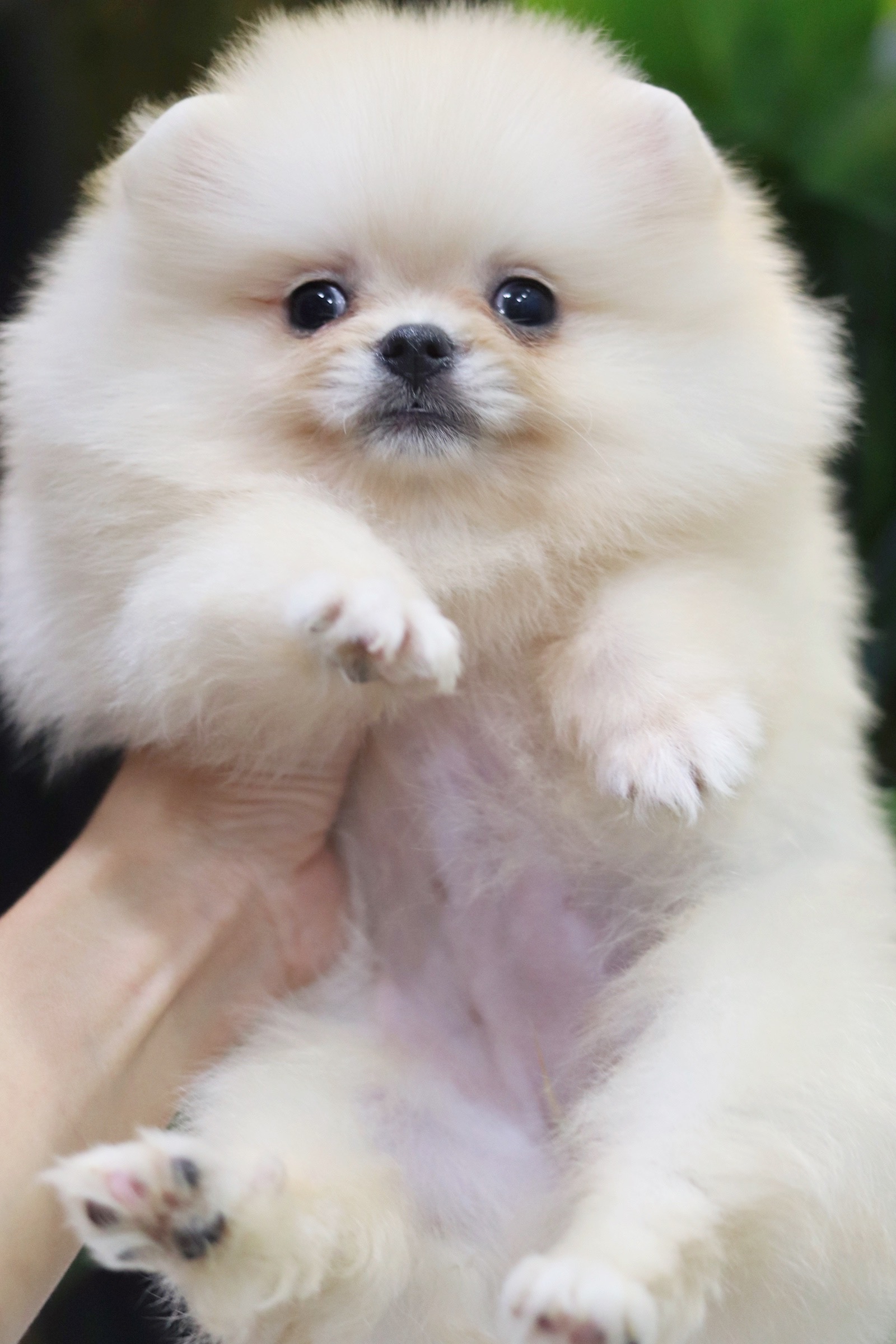 ปอมเมอเรเนียน เพศเมียขาวครีม